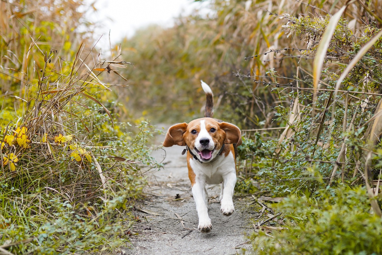 beagle dog running down a path outside