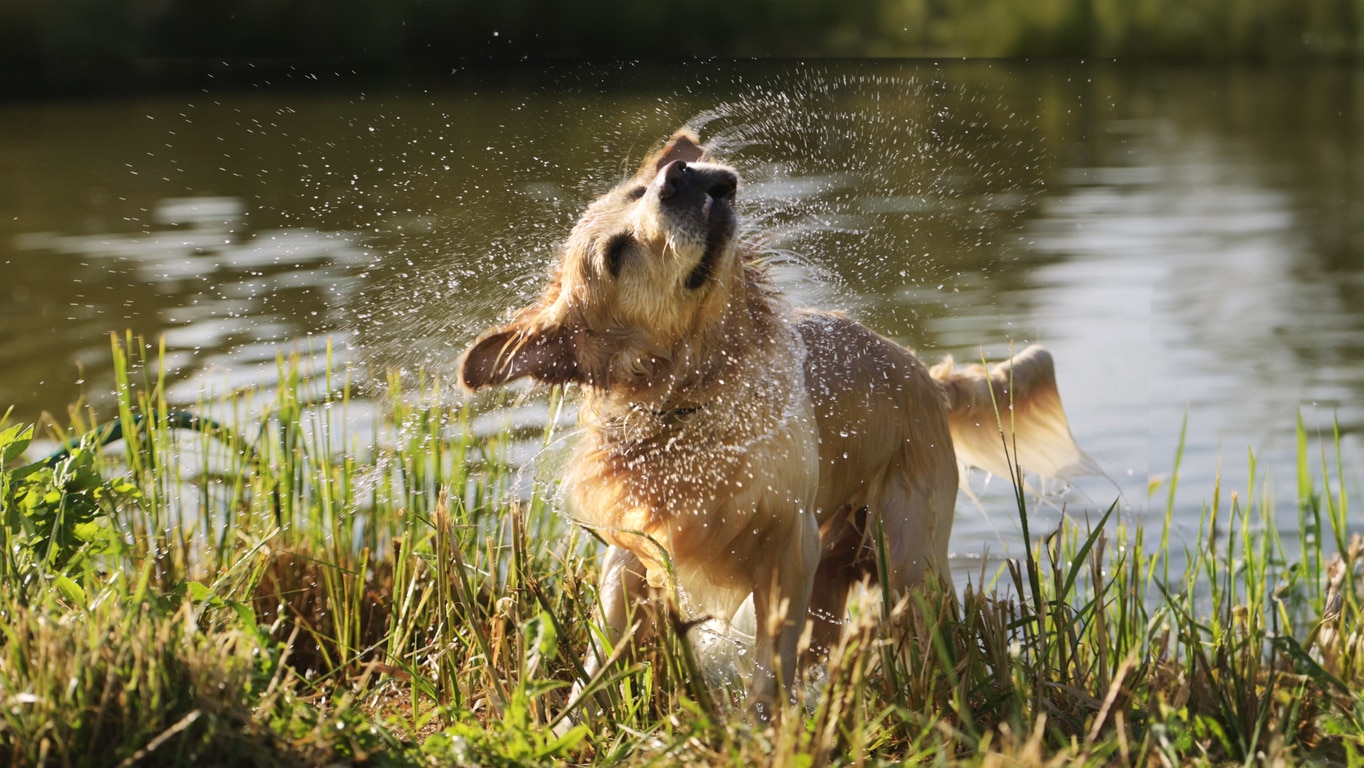 golden retriever shaking after being in a lake