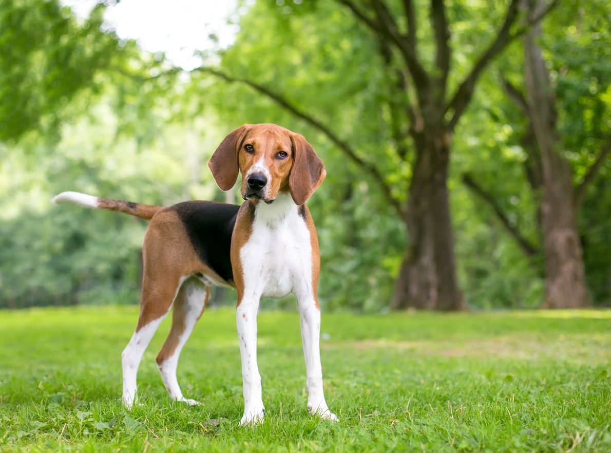 american foxhound standing in grass
