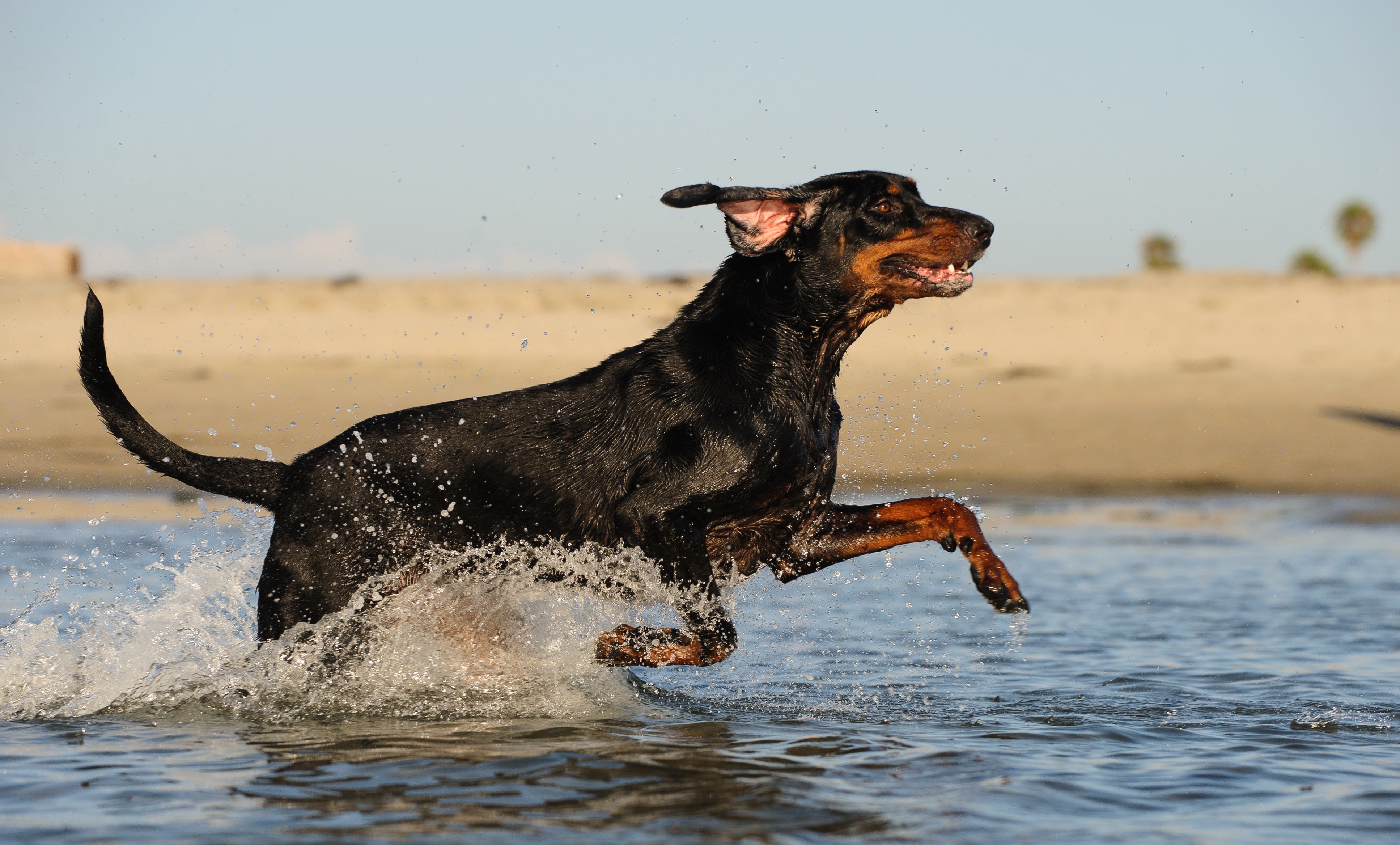 black and tan coonhound splashing in water at a beach