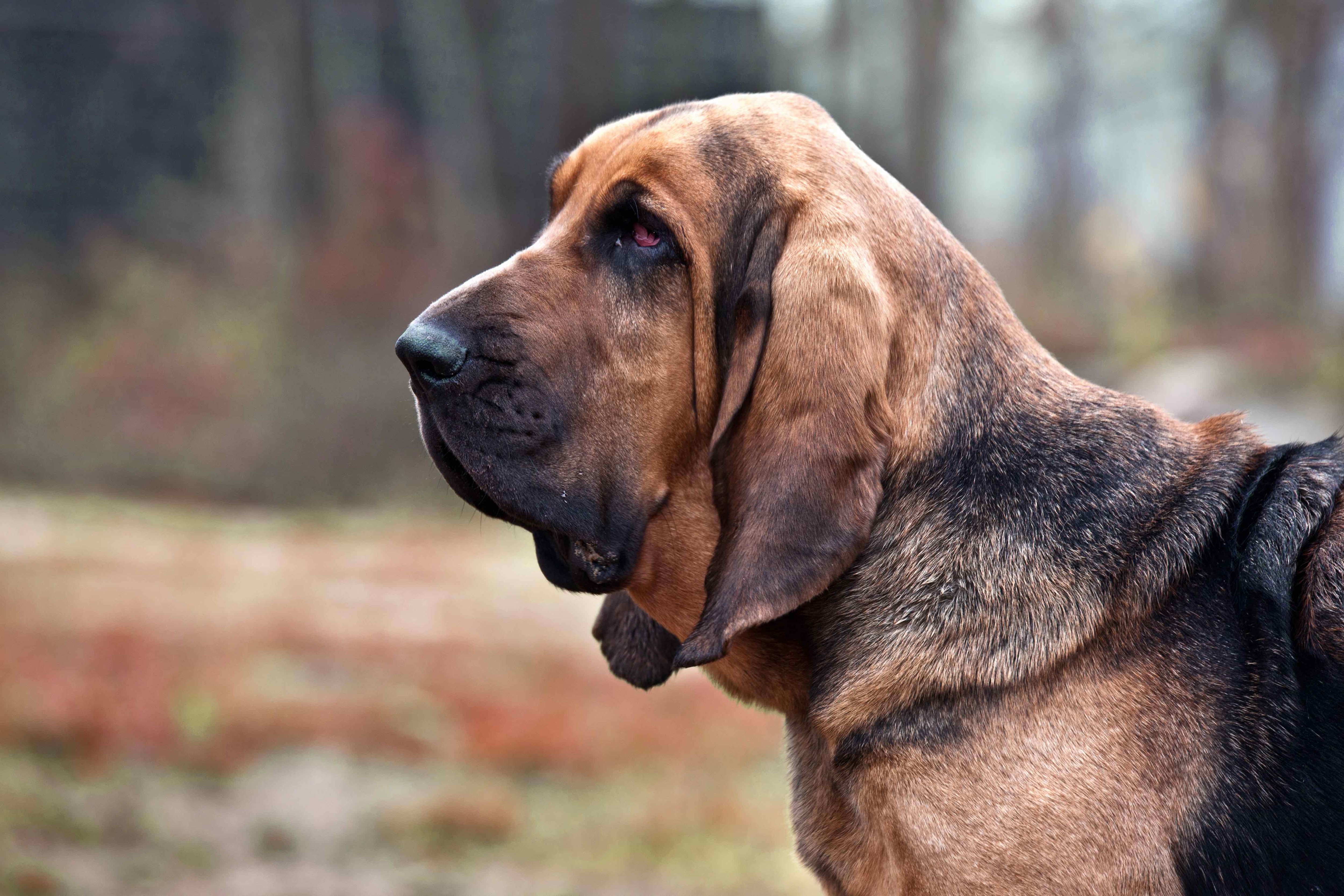 portrait of a bloodhound in autumn