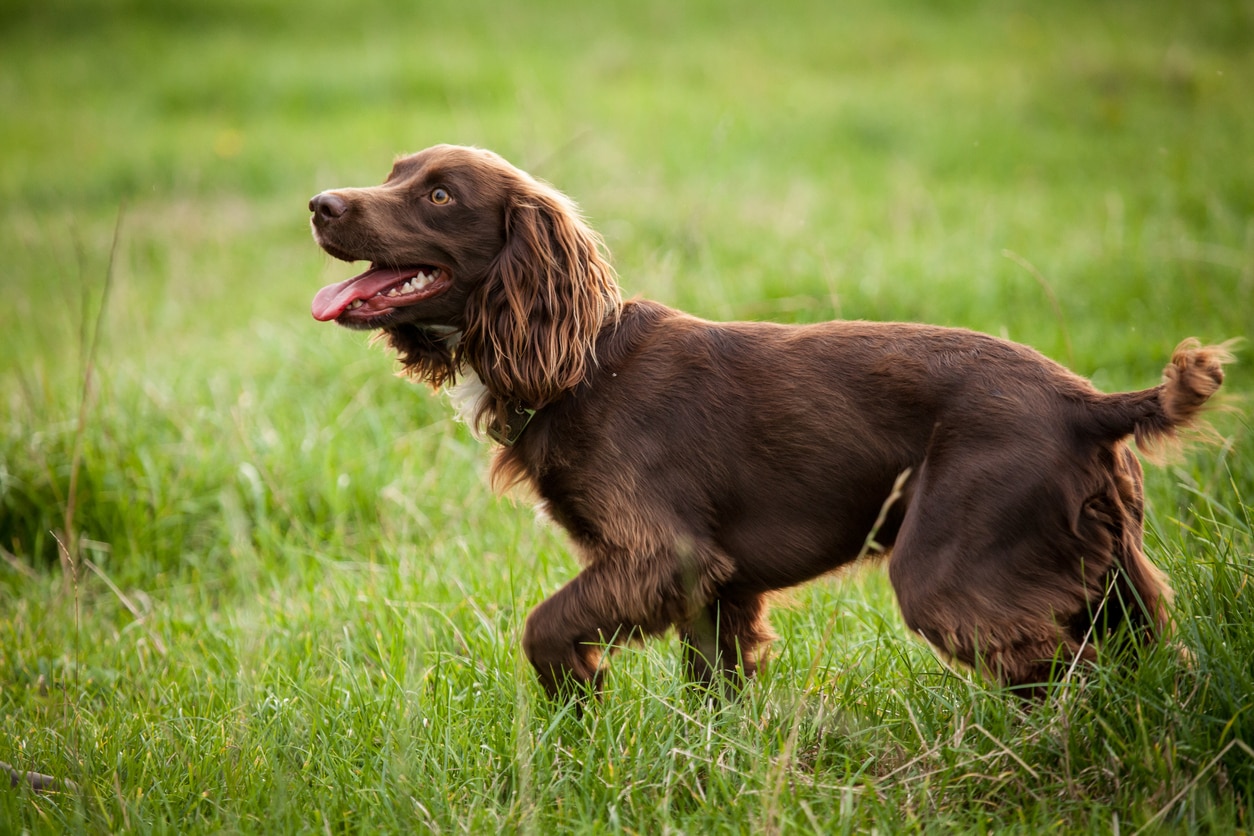 brown boykin spaniel looking up from a field of grass