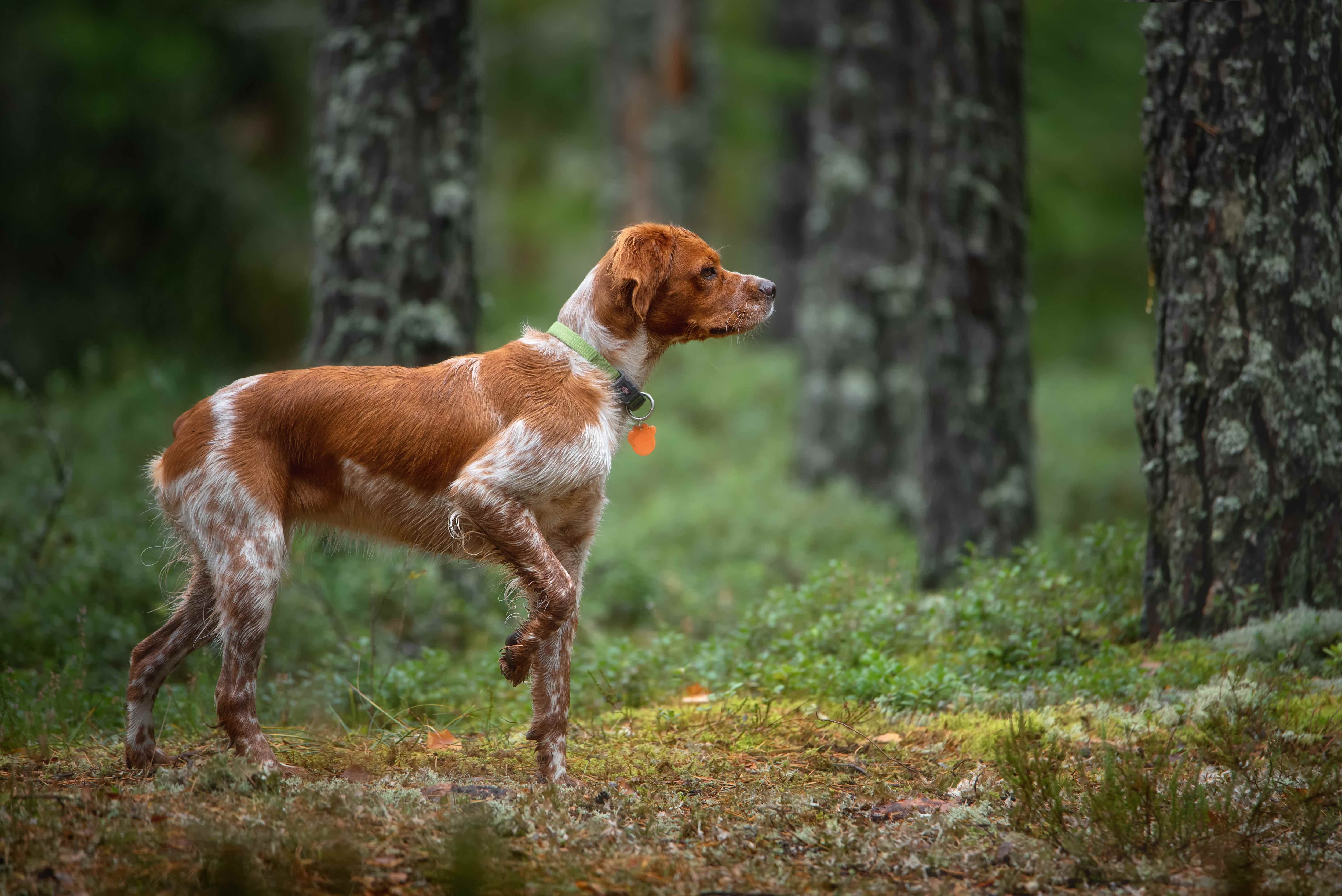 orange and white brittany spaniel standing on point