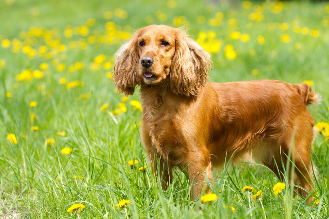 brown cocker spaniel standing in a field of yellow wildflowers