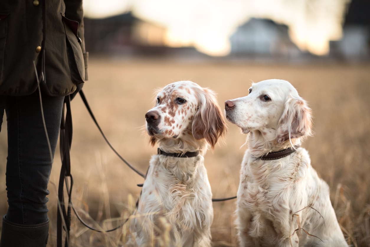two white and orange english springer spaniels on a leash outside