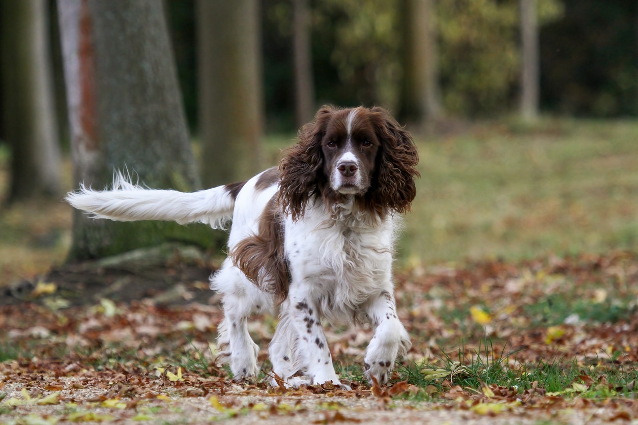 brown and white english springer spaniel walking in the woods