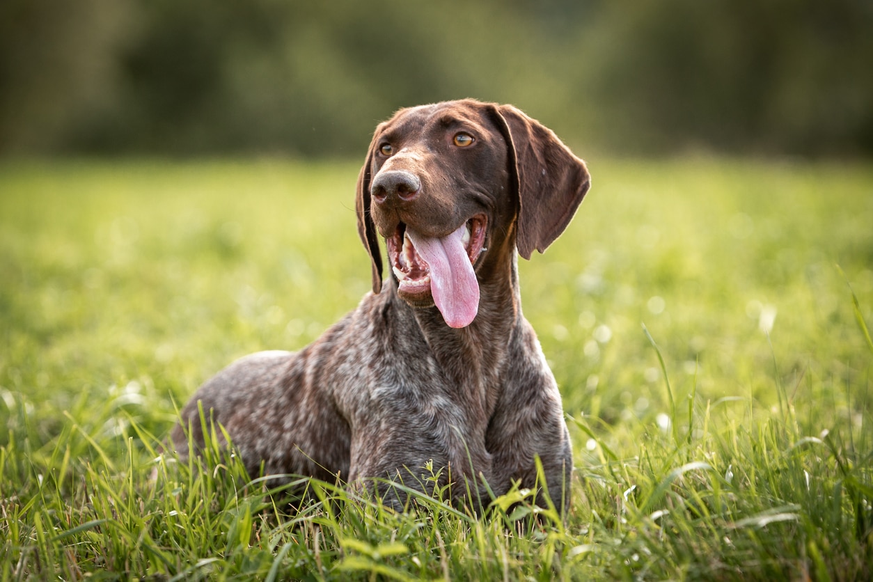brown german shorthaired pointer lying in the grass with his tongue hanging out
