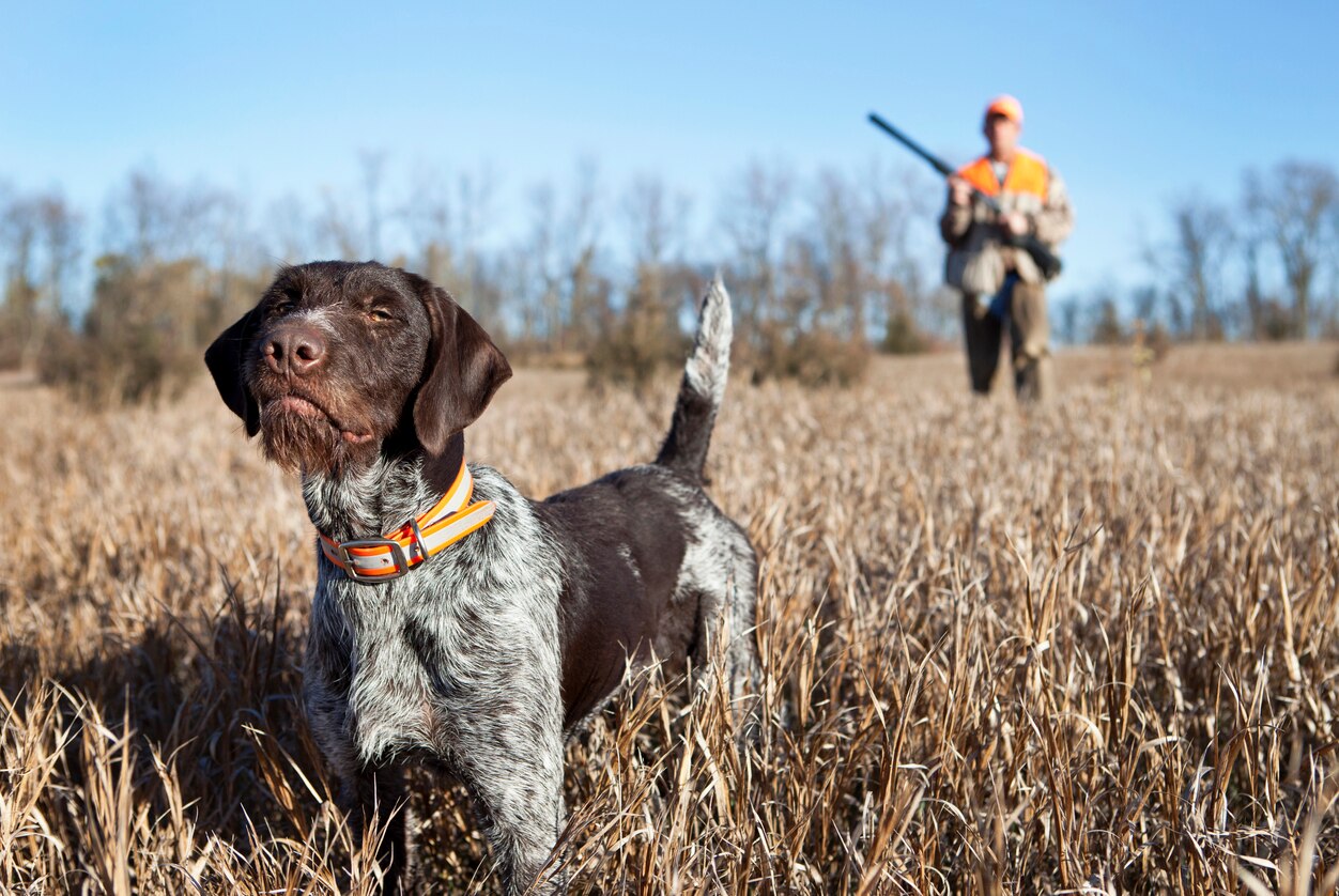 scruffy german wirehaired pointer in the hunting field with a hunter in the background