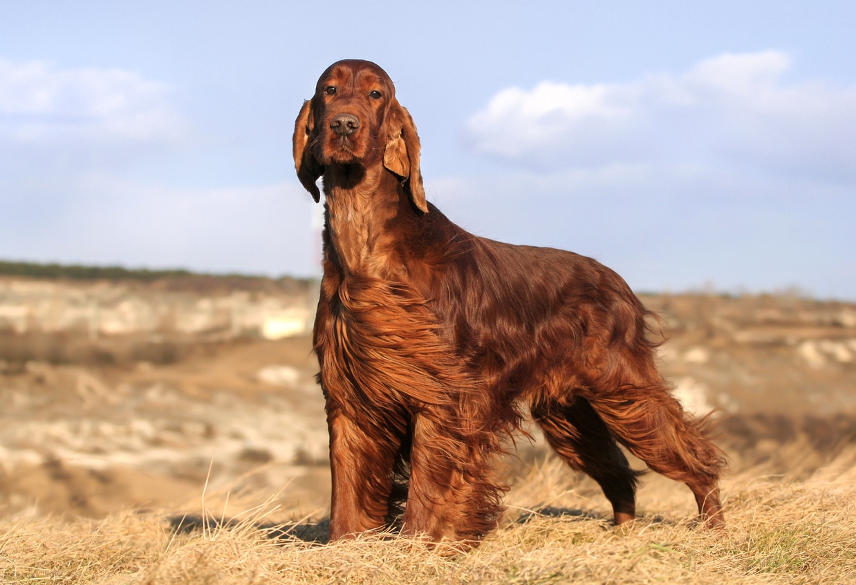 red irish setter standing in a field