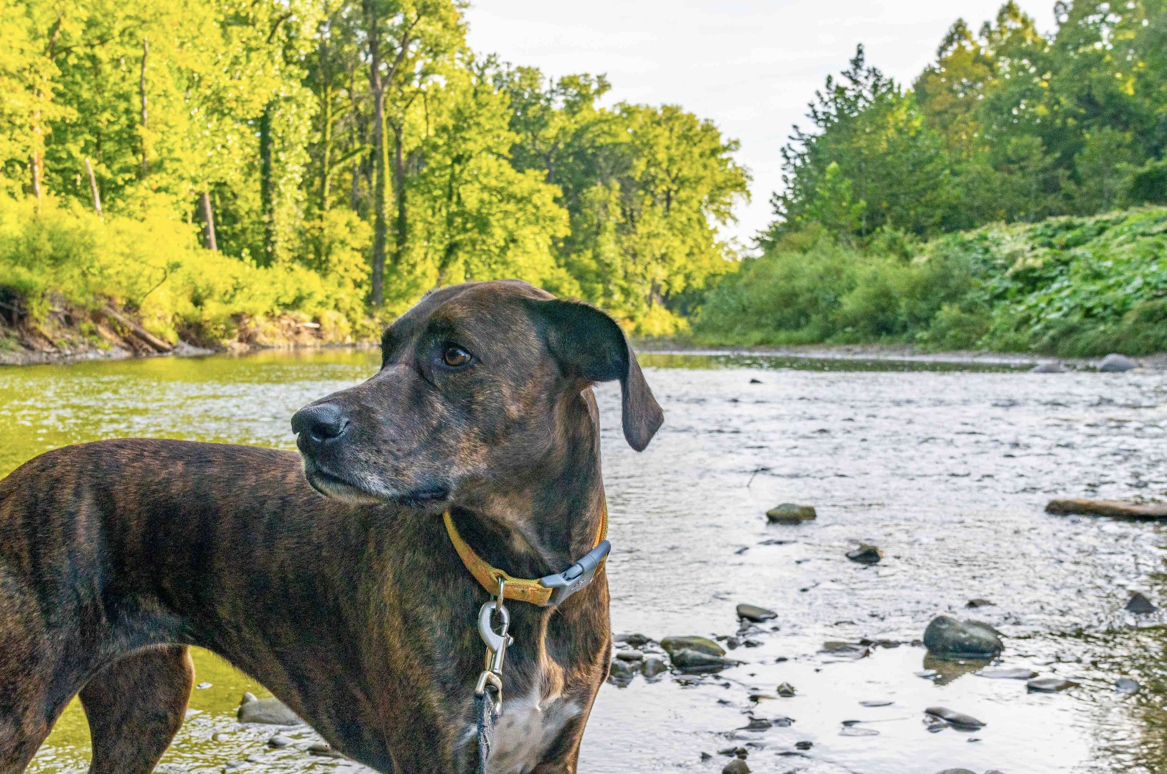 brindle plott hound outside in a creek