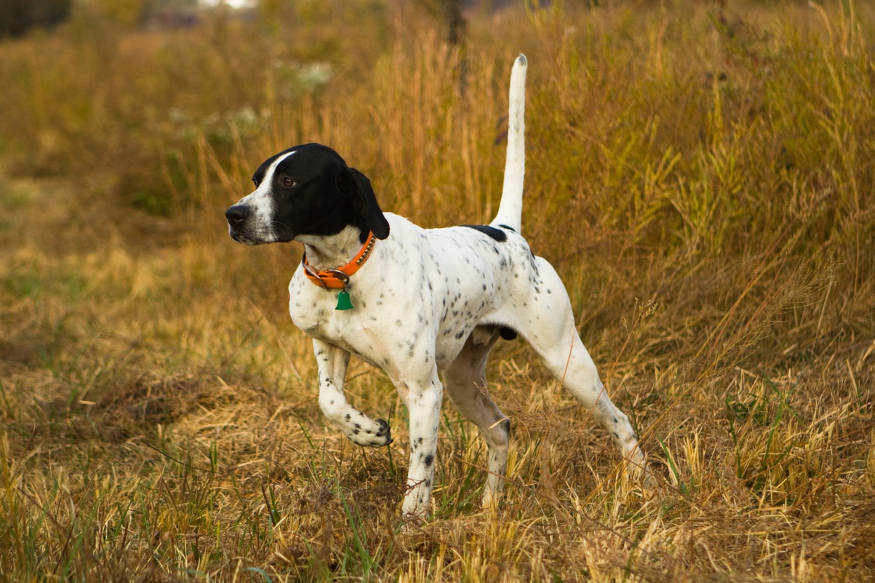 english pointer on point in a grassy field