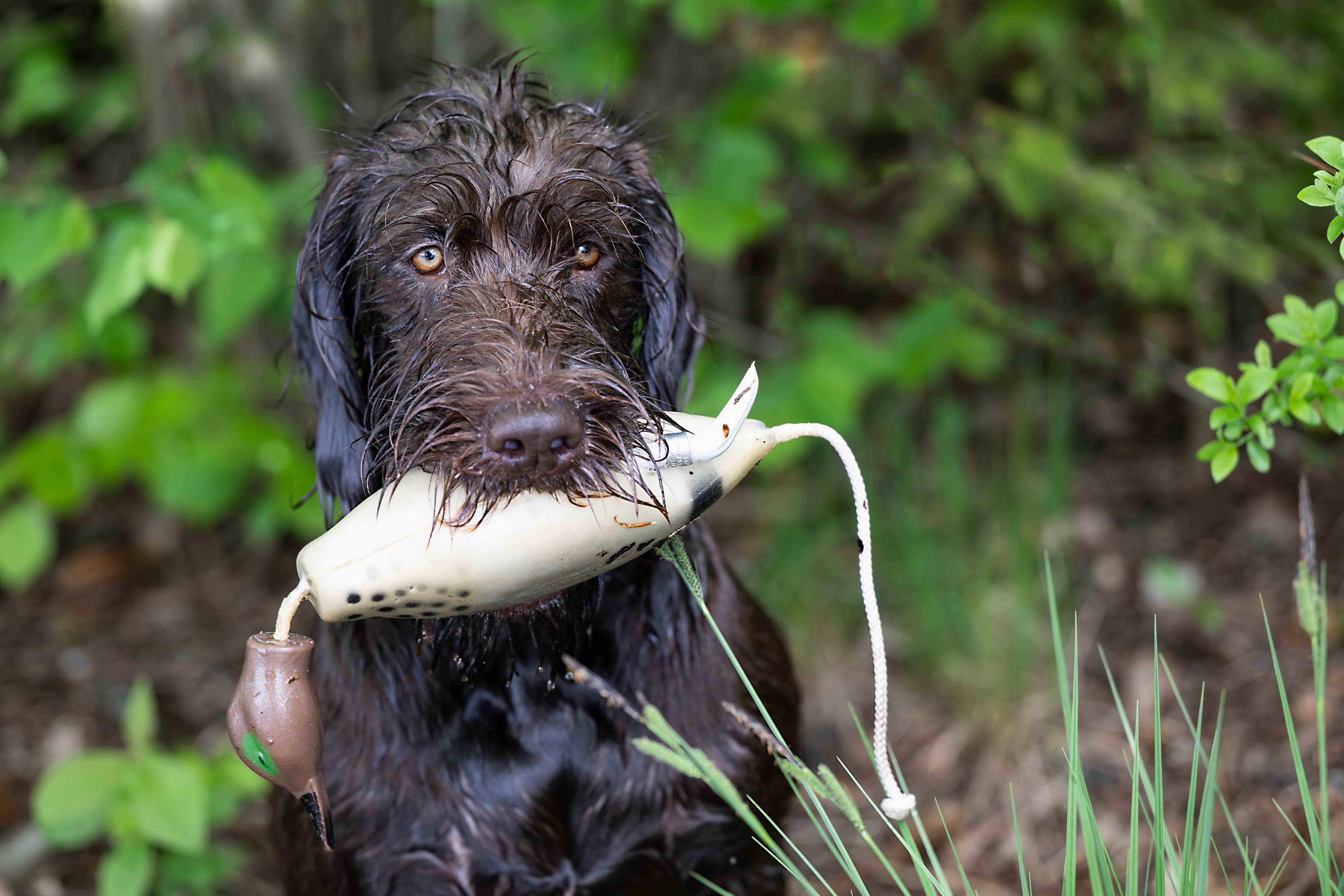 wet pudelpointer with a duck decoy in its mouth