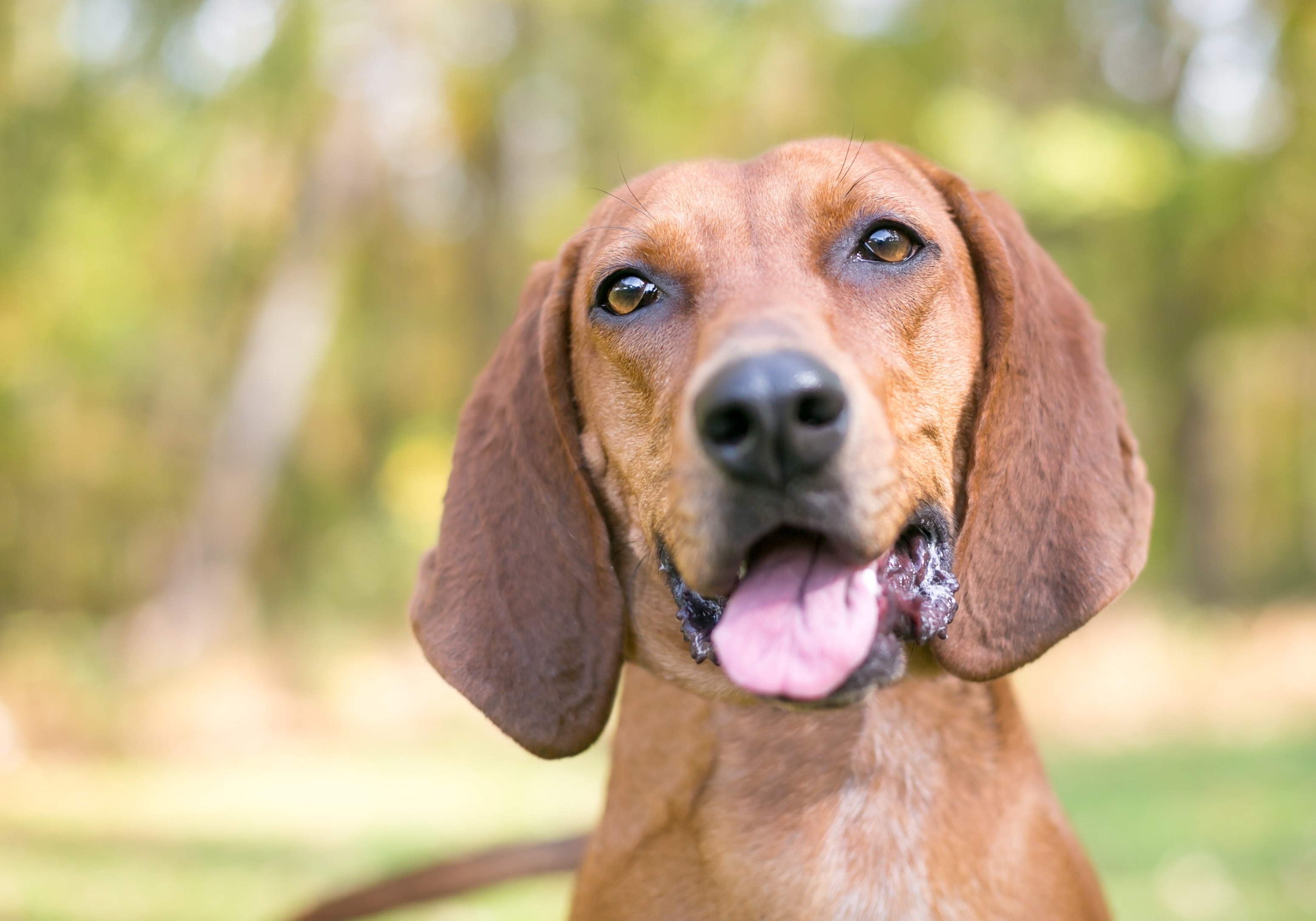 close-up portrait of a redbone coonhound with a happy expression