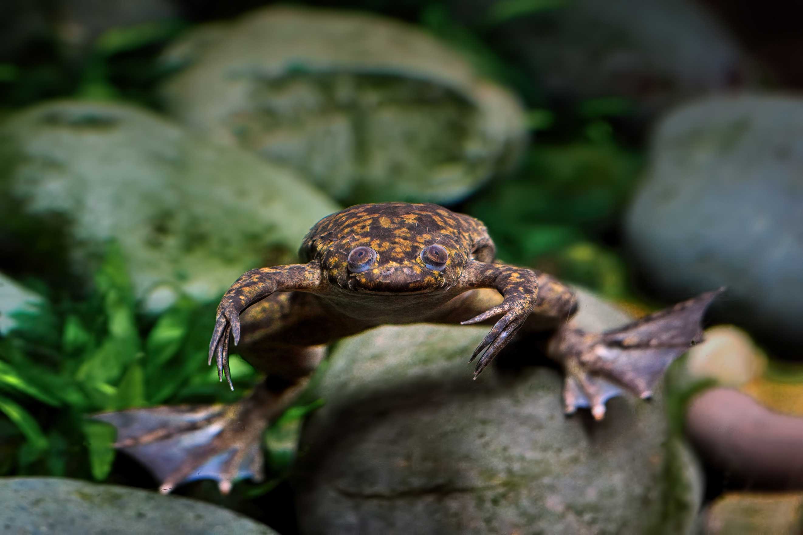 Photo of an African clawed frog, one of the best pet frogs