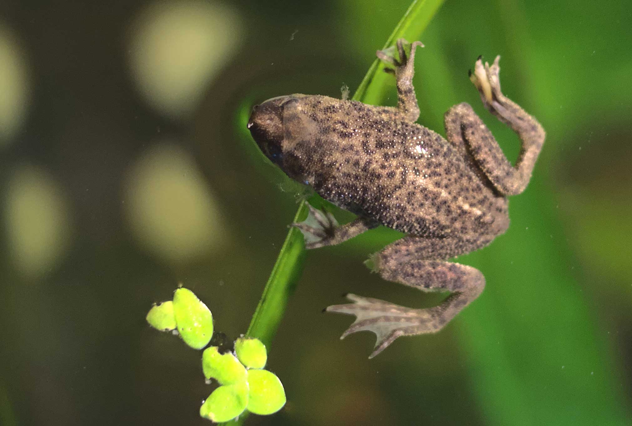 Photo of an African dwarf frog, one of the best pet frogs