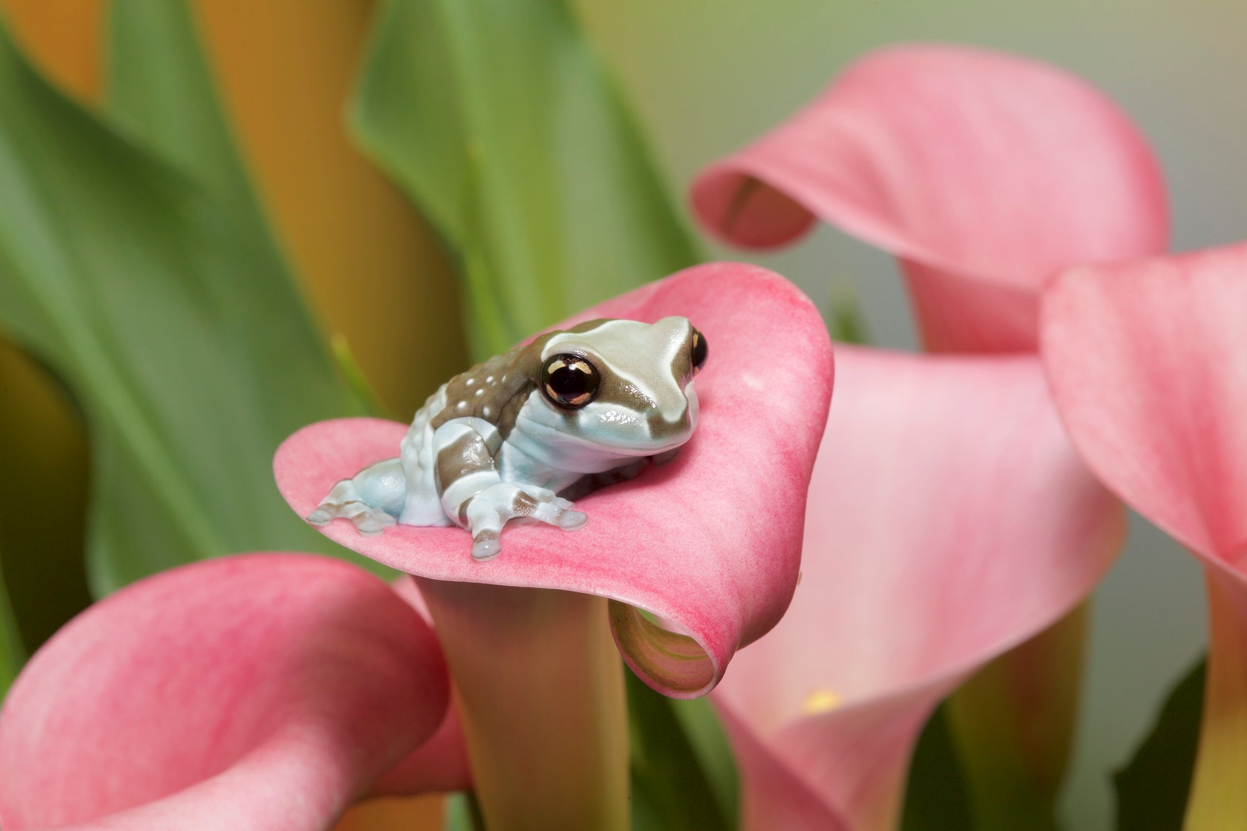 Photo of an Amazon milk frog, one of the best pet frogs