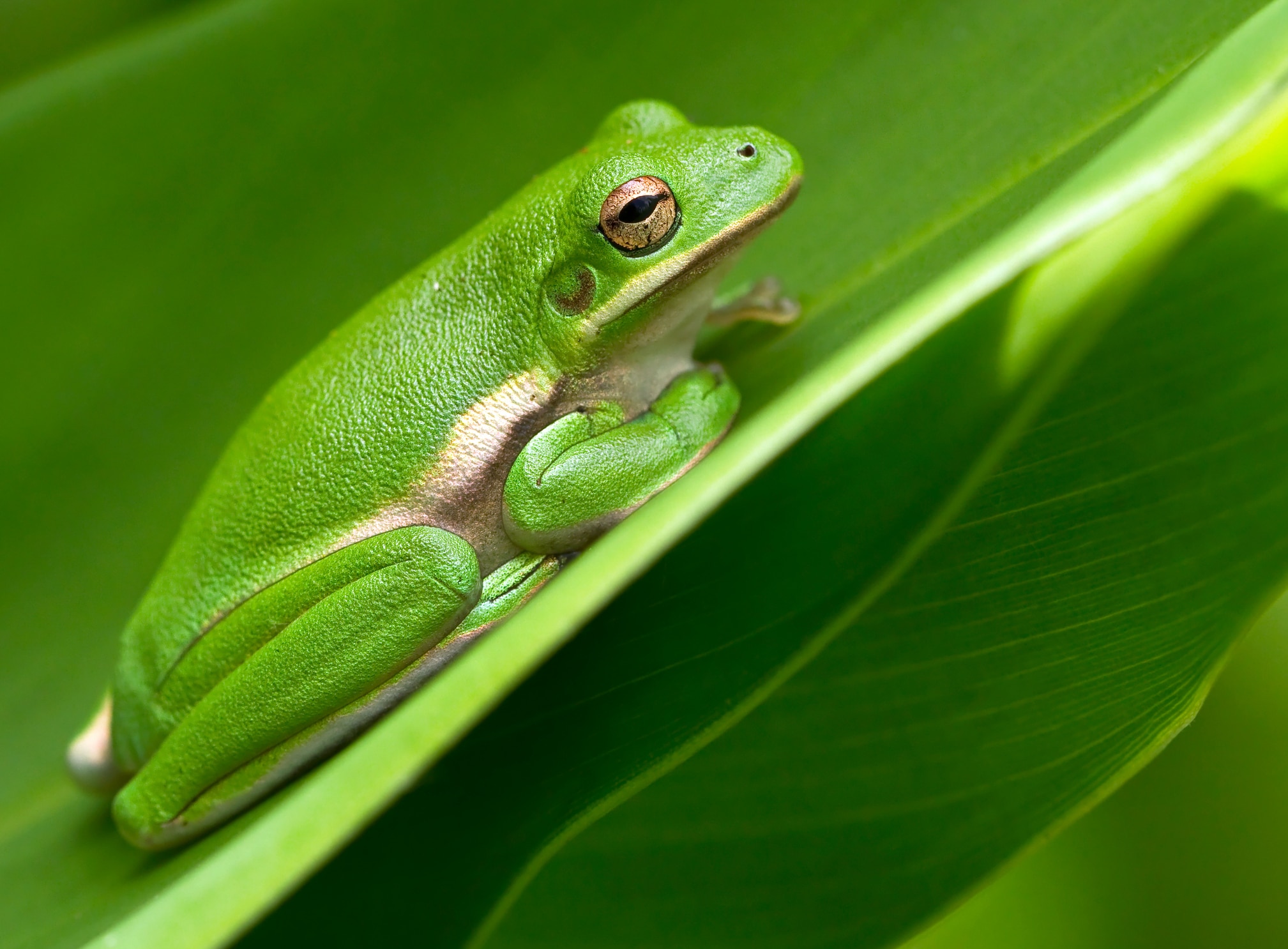 Photo of an American green tree frog, one of the best pet frogs