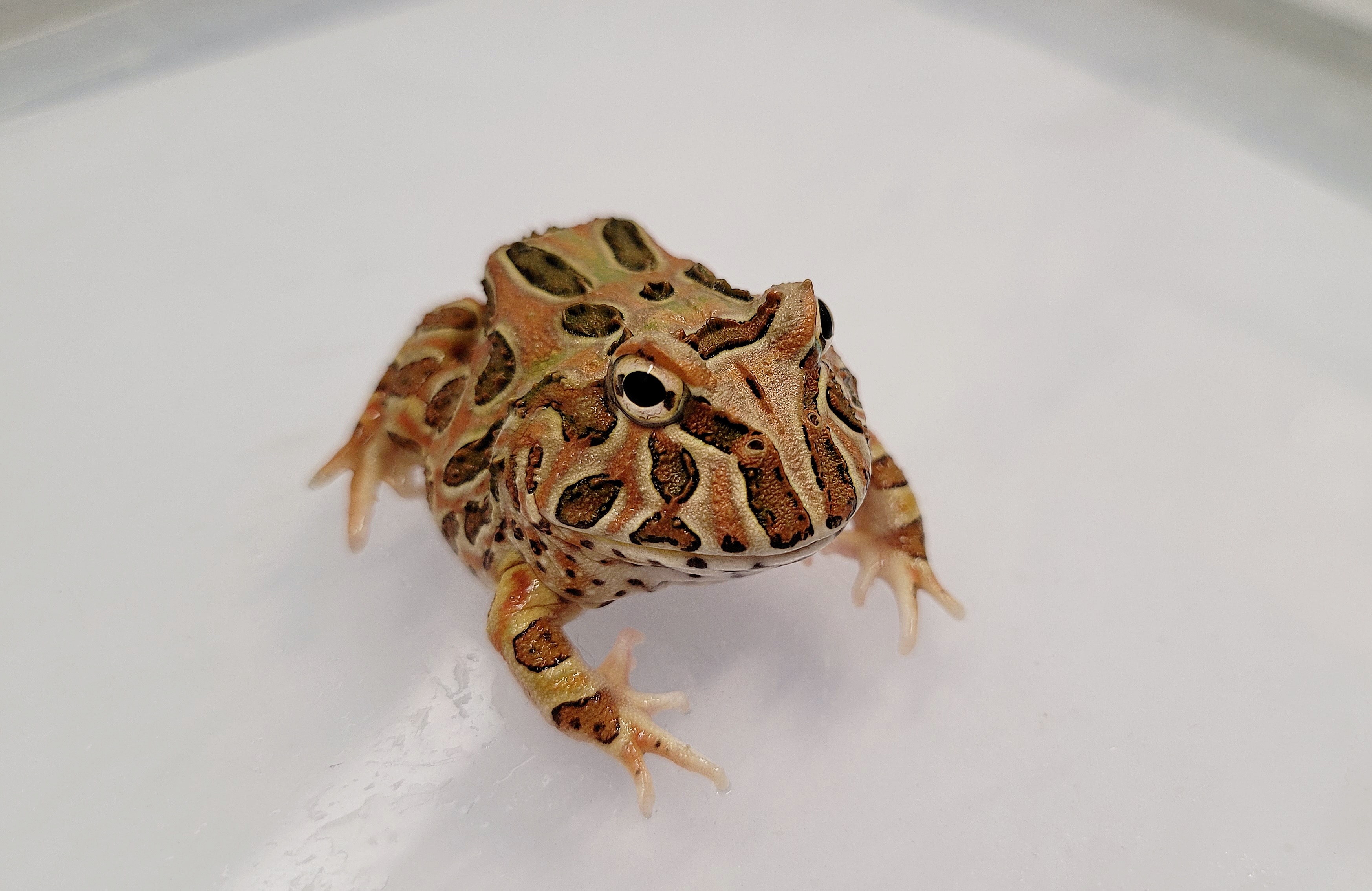 Photo of a Pacman frog, one of the best pet frogs