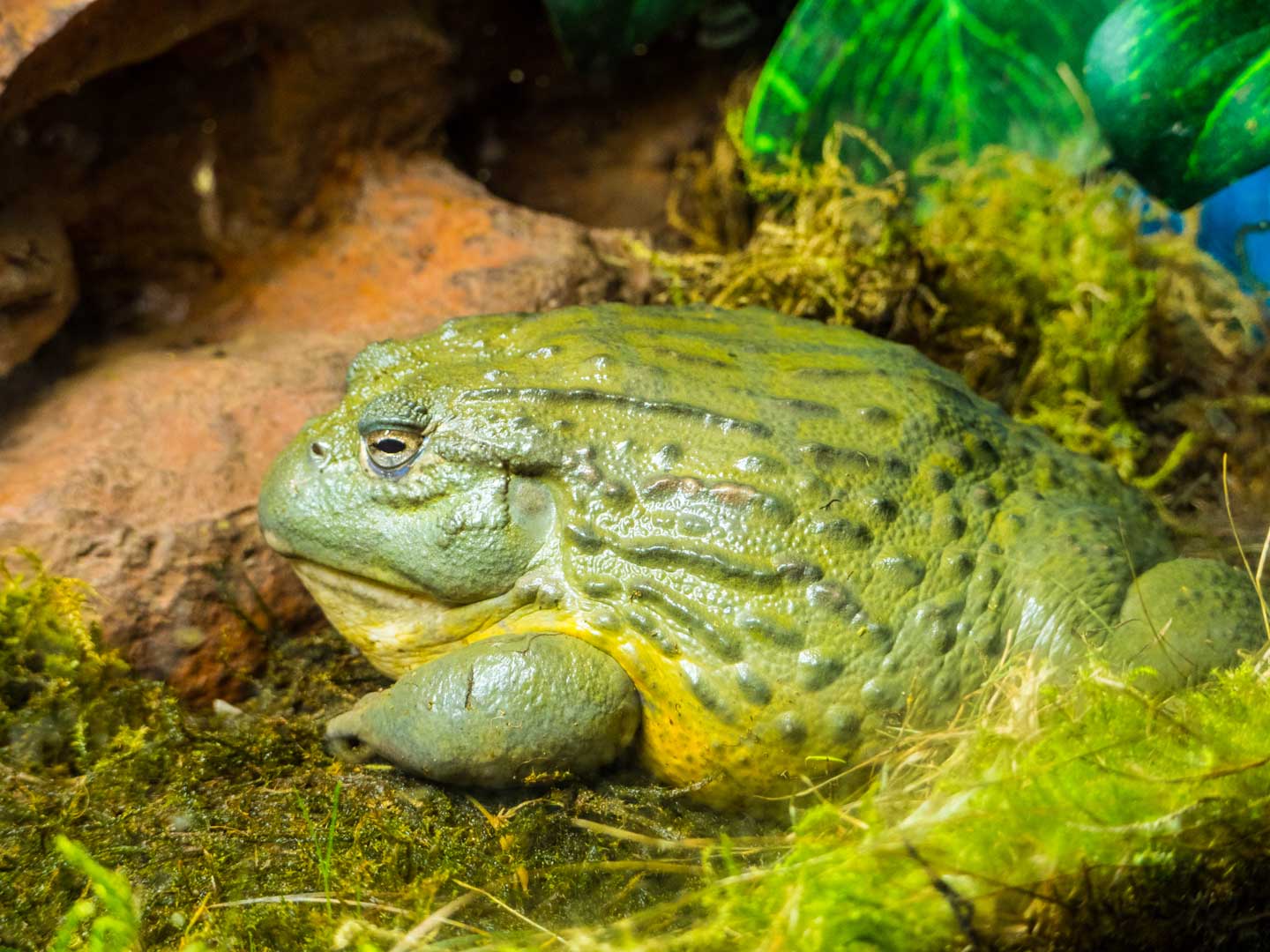 Photo of a pixie frog, one of the best pet frogs