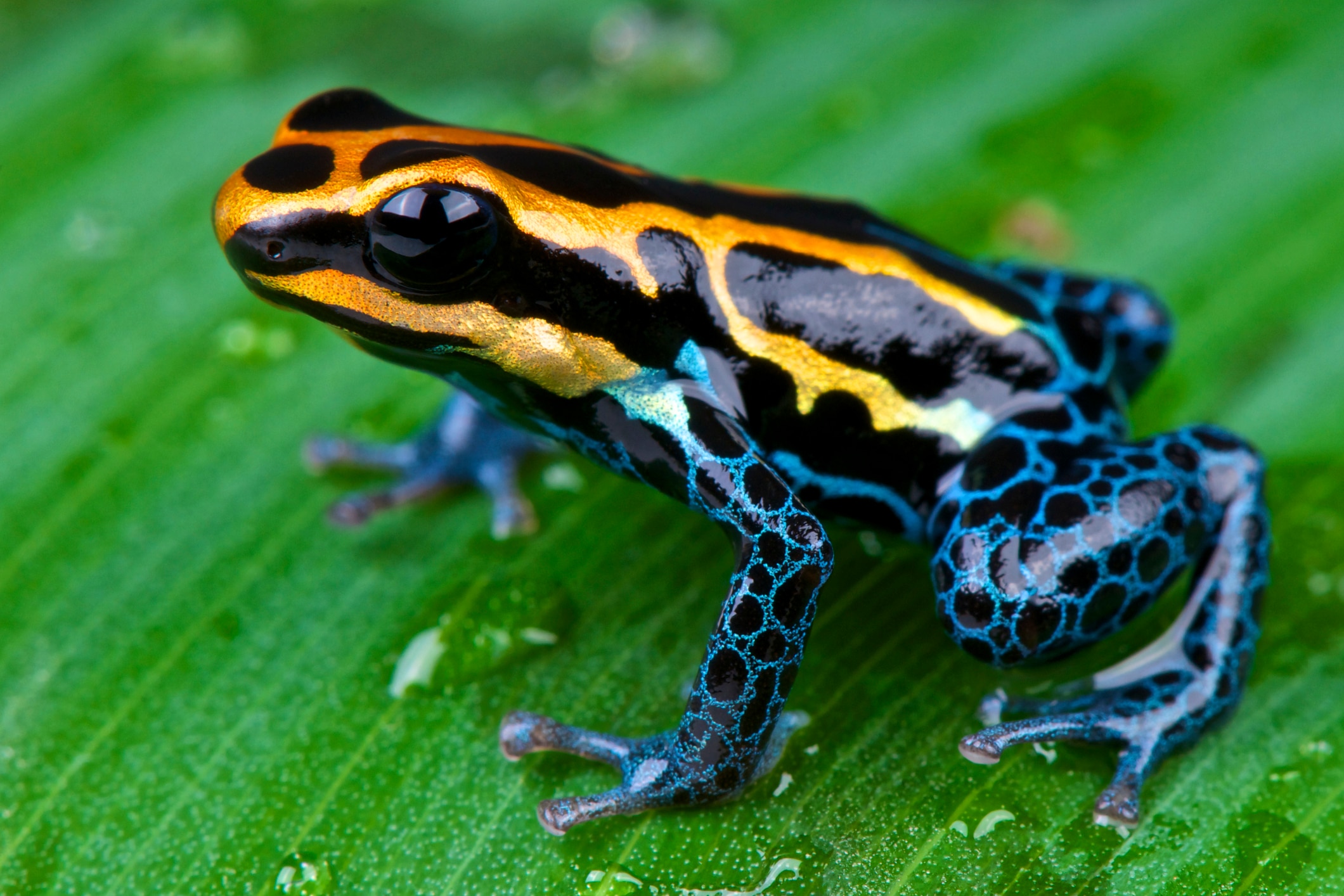 Photo of a poison dart frog, one of the best pet frogs