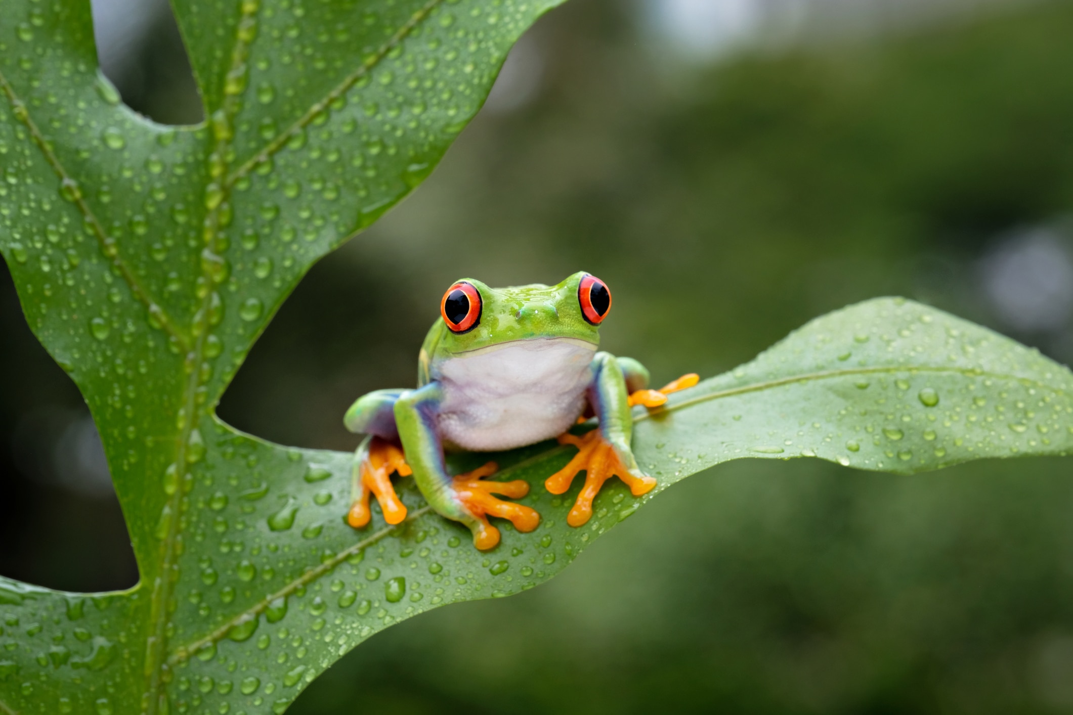 Photo of a red-eyed tree frog, one of the best pet frogs