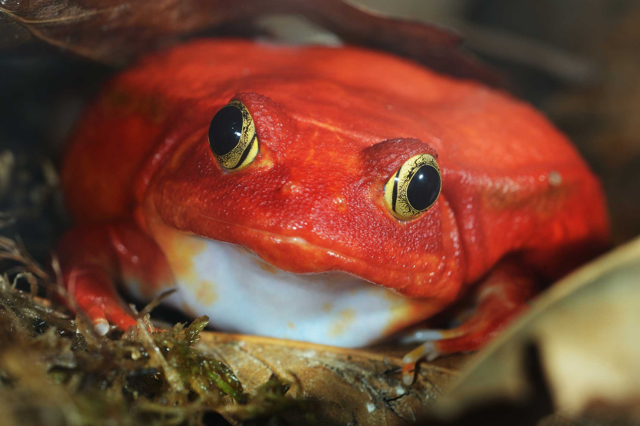 Photo of a tomato frog, one of the best pet frogs