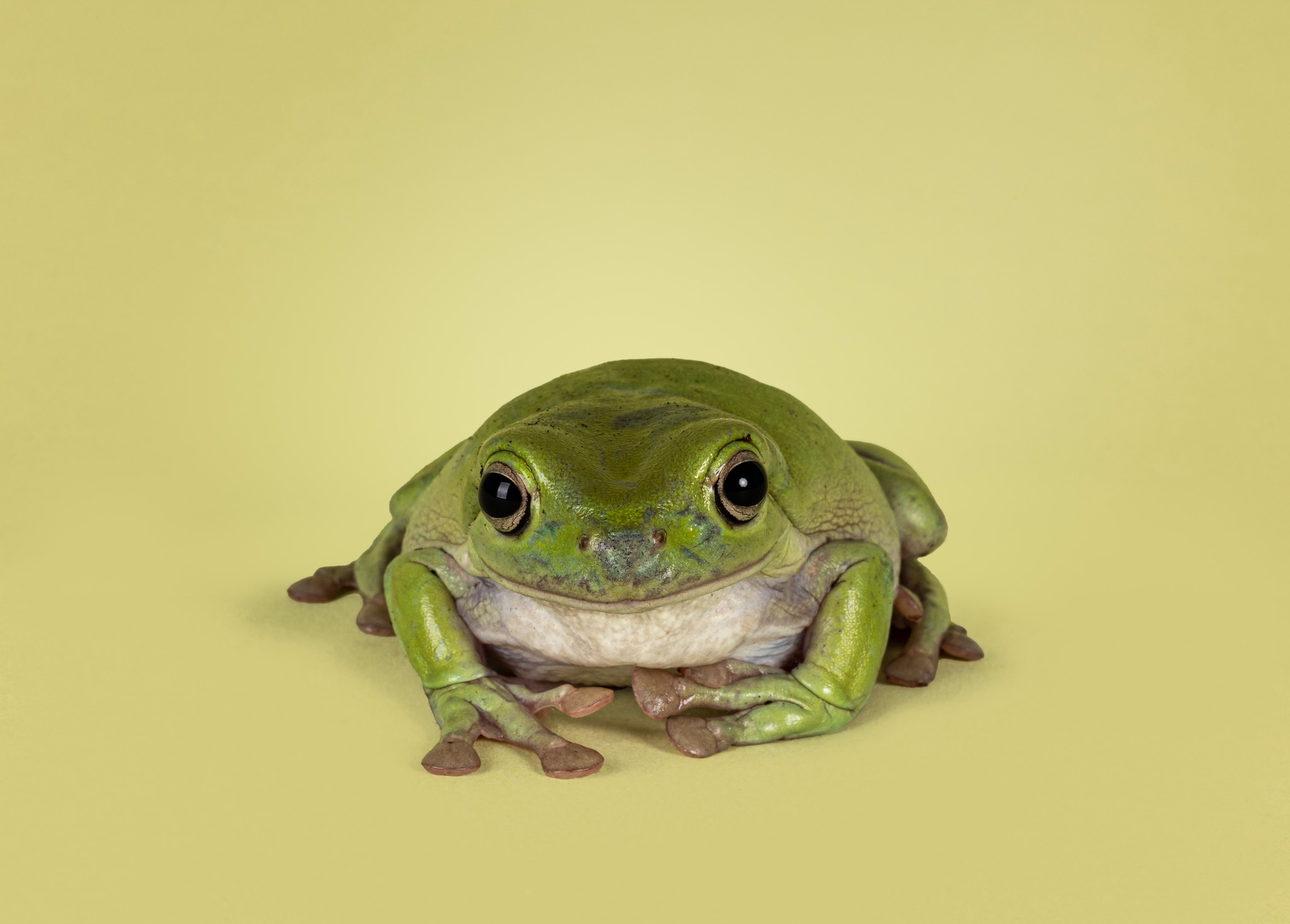 Photo of a White's tree frog, one of the best pet frogs.