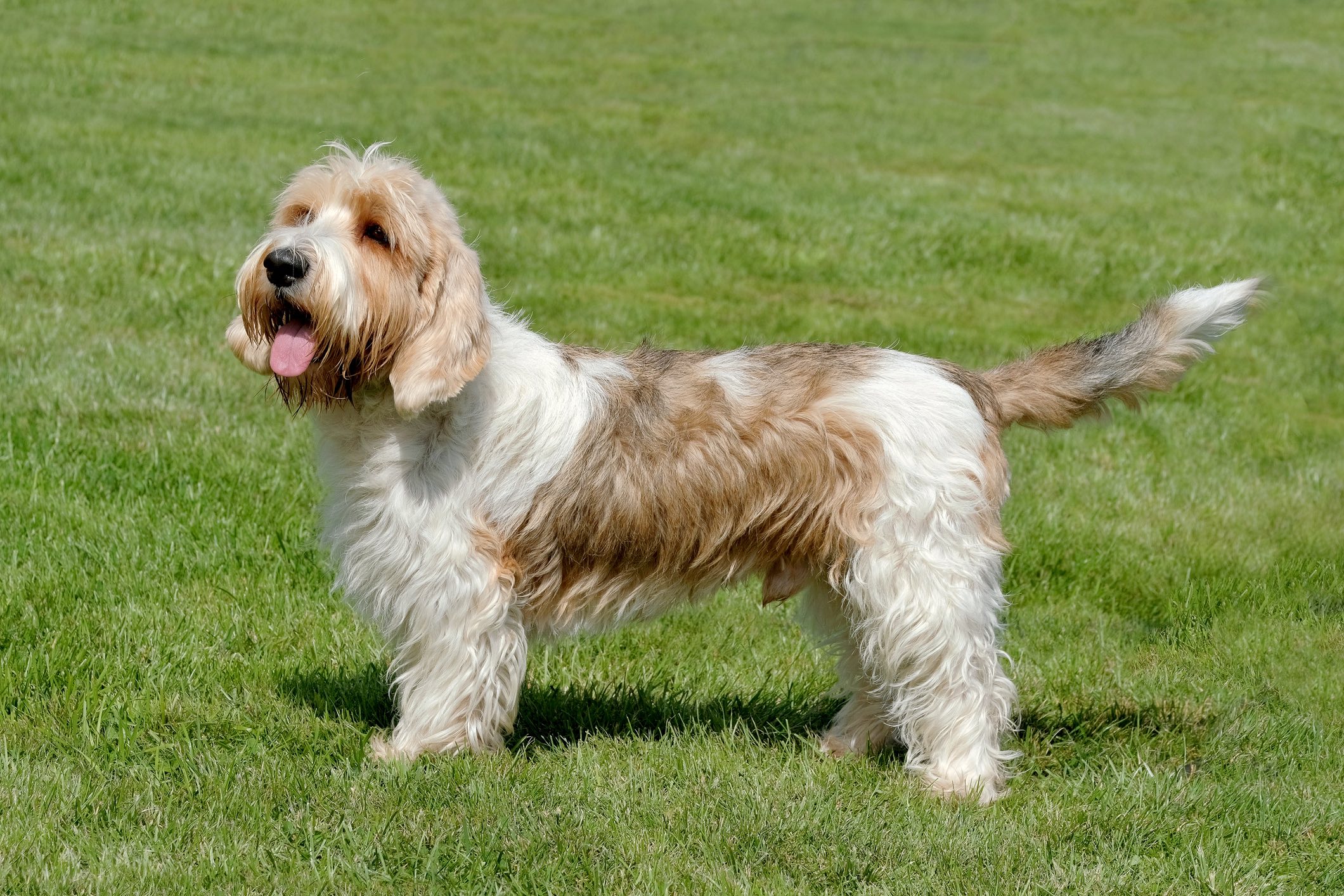 tan and white scruffy Petit Basset Griffon Vendéen standing in grass