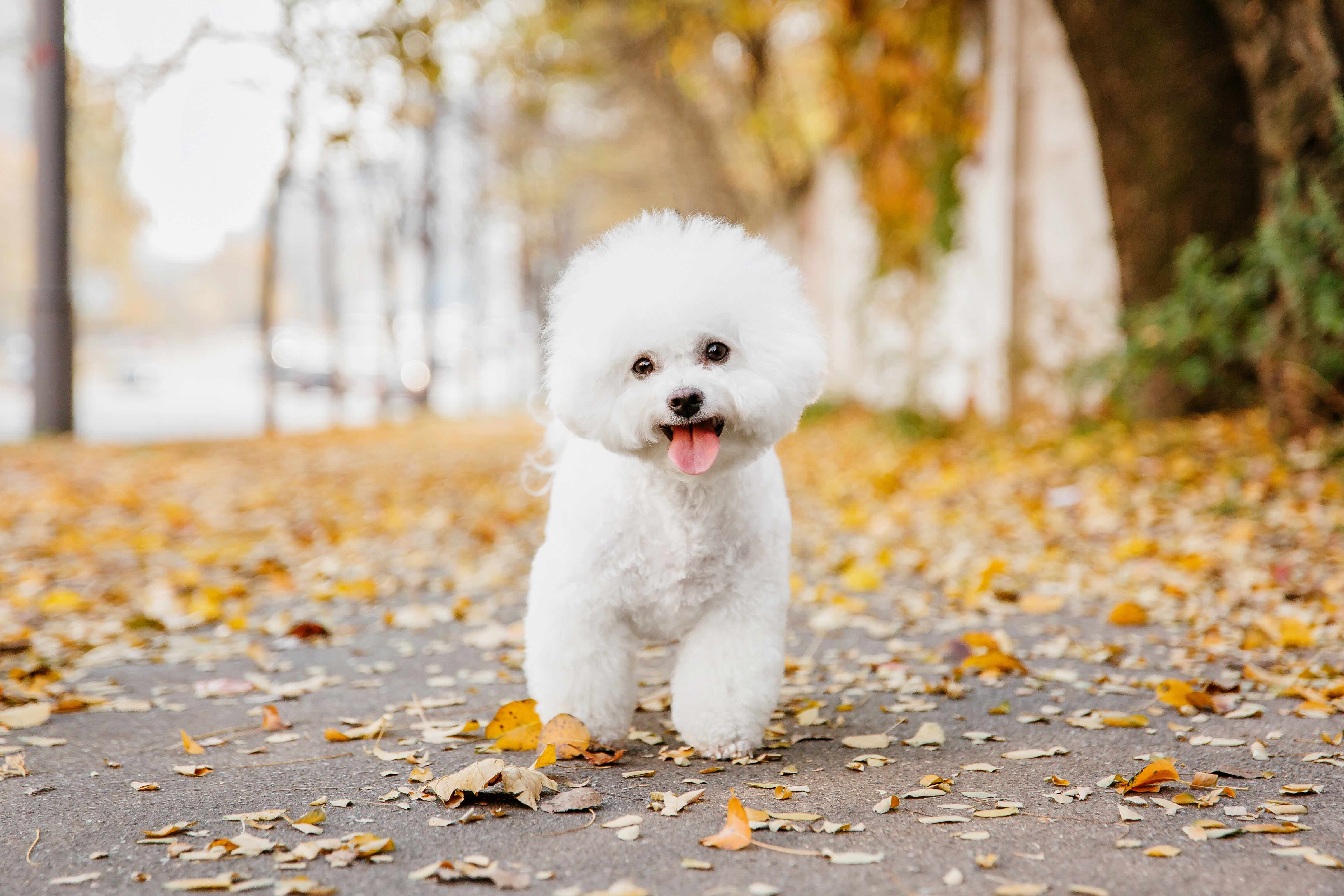 bichon frise dog standing in an autumnal landscape