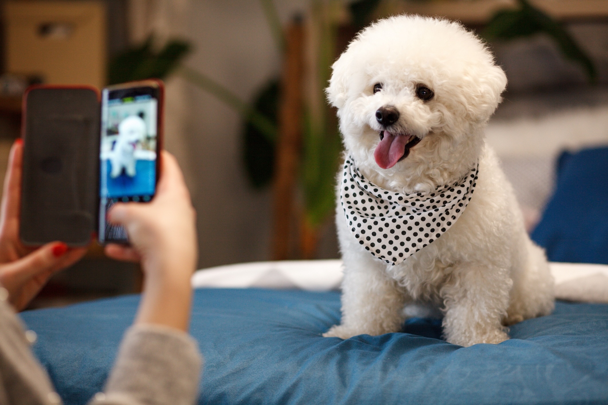 woman taking a photo of her bichon frise dog, who is sitting on a bed and wearing a bandana