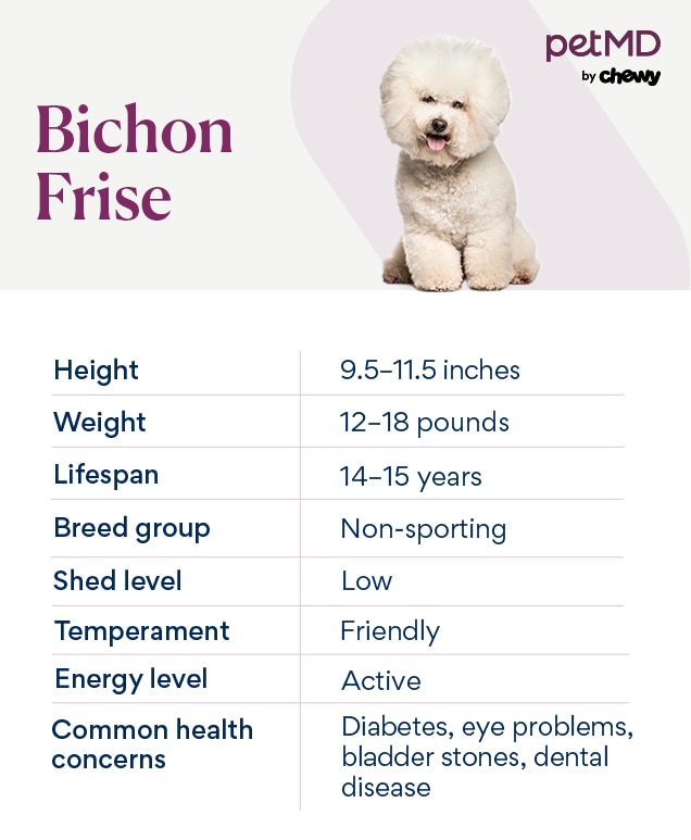 chart depicting a bichon frise's breed characteristics