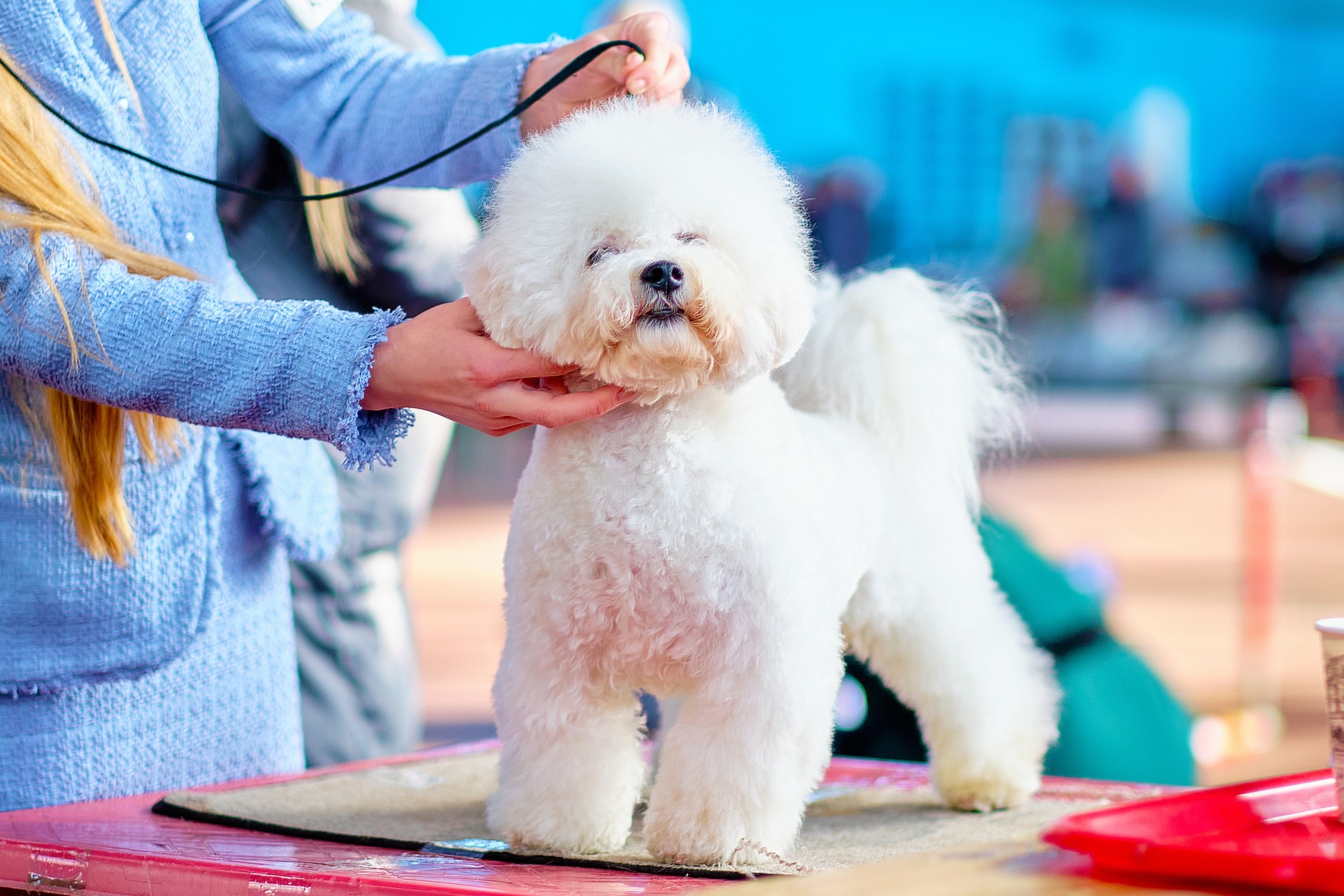 bichon frise getting its fur clipped on a grooming table