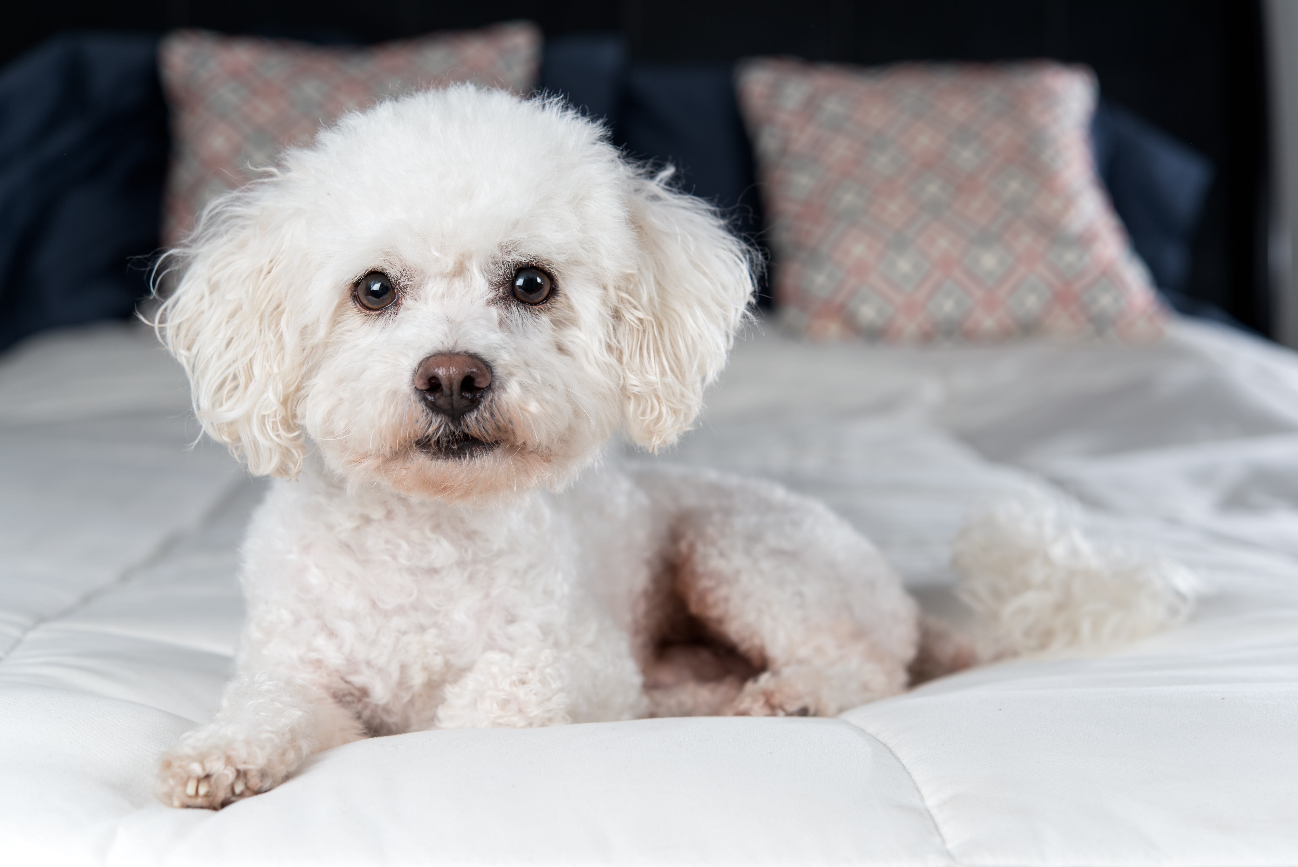 white bichon frise dog lying on a bed