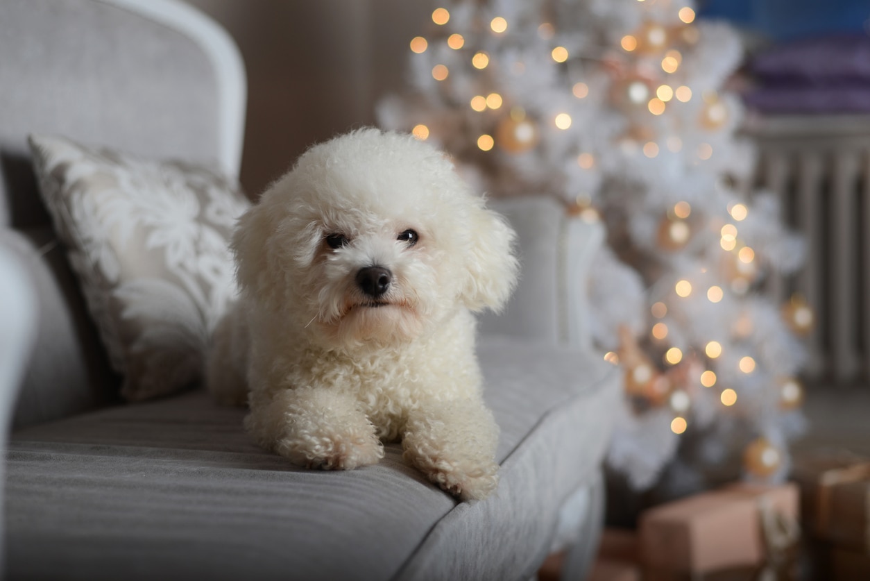 white bichon frise lying on the couch in front of a christmas tree