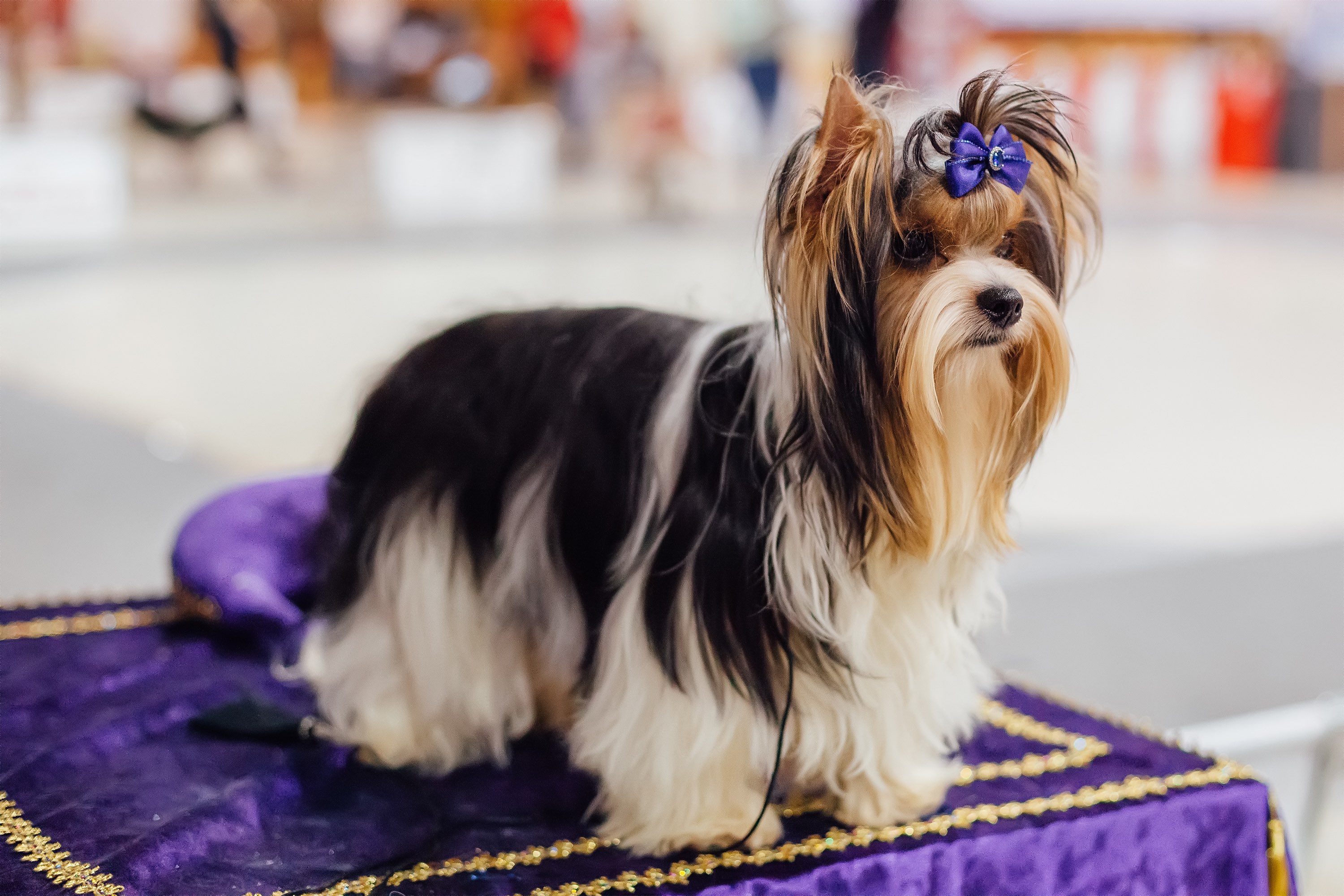longhair beiwer terrier with a purple bow