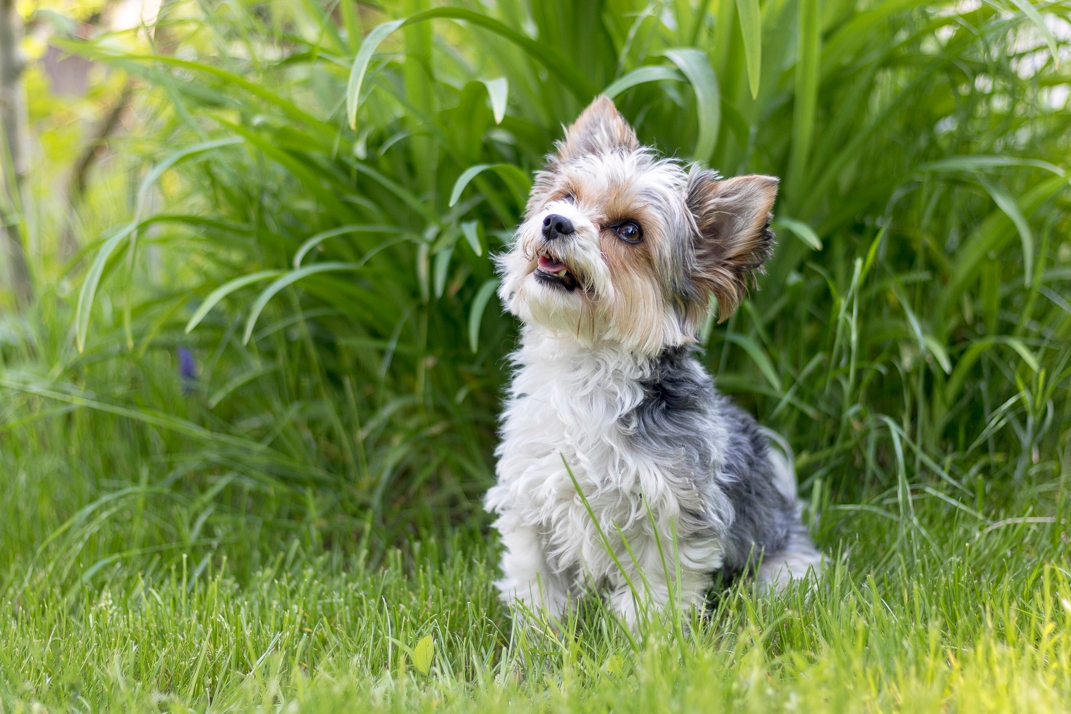 Biewer terrier short store hair