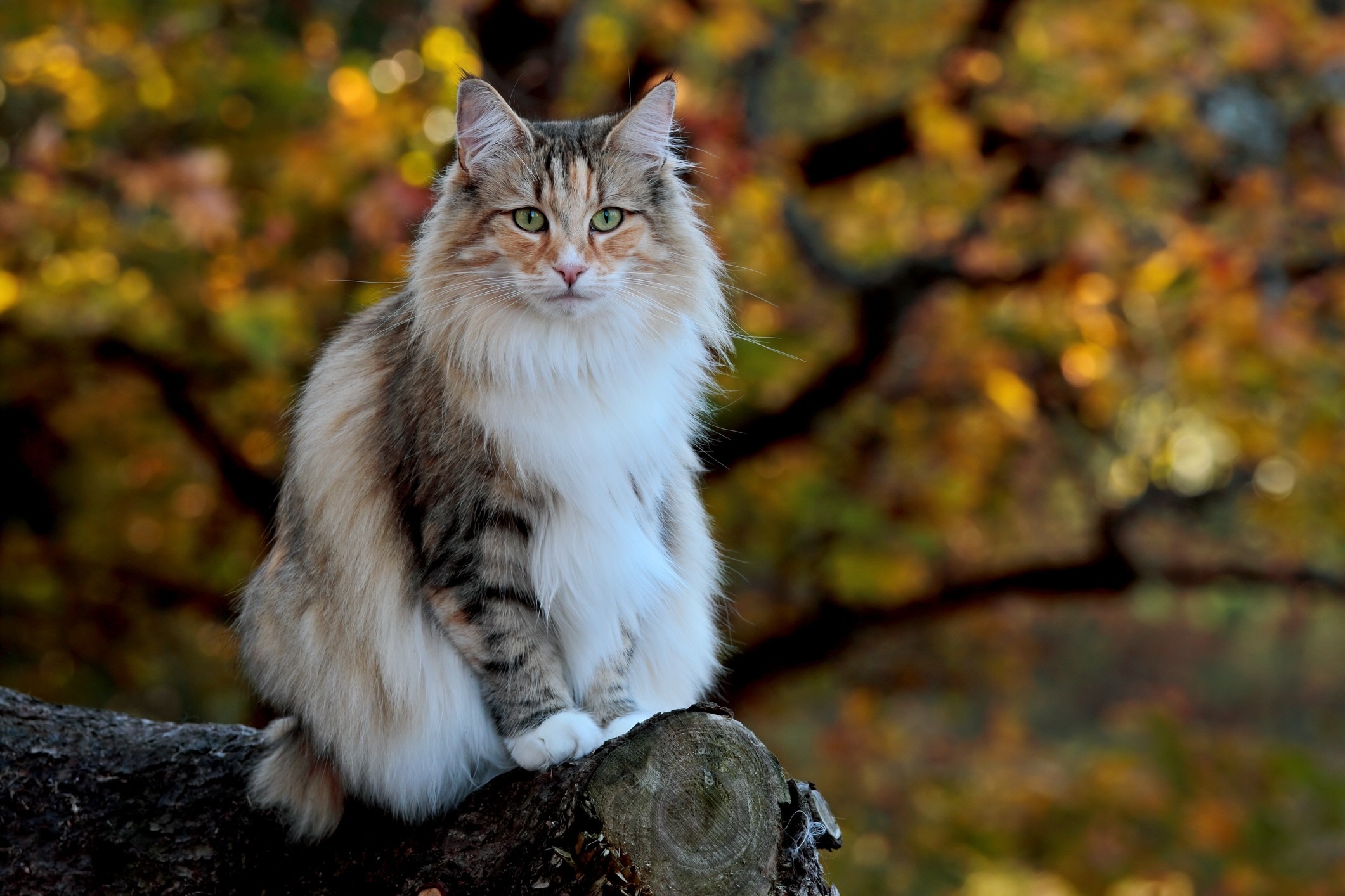 a calico norwegian forest cat, which is a big cat breed, sitting on a log