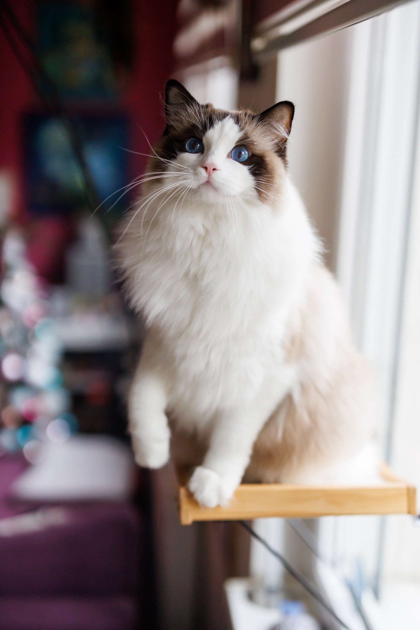 a big cat breed, the ragdoll, sitting on top of a cat tower