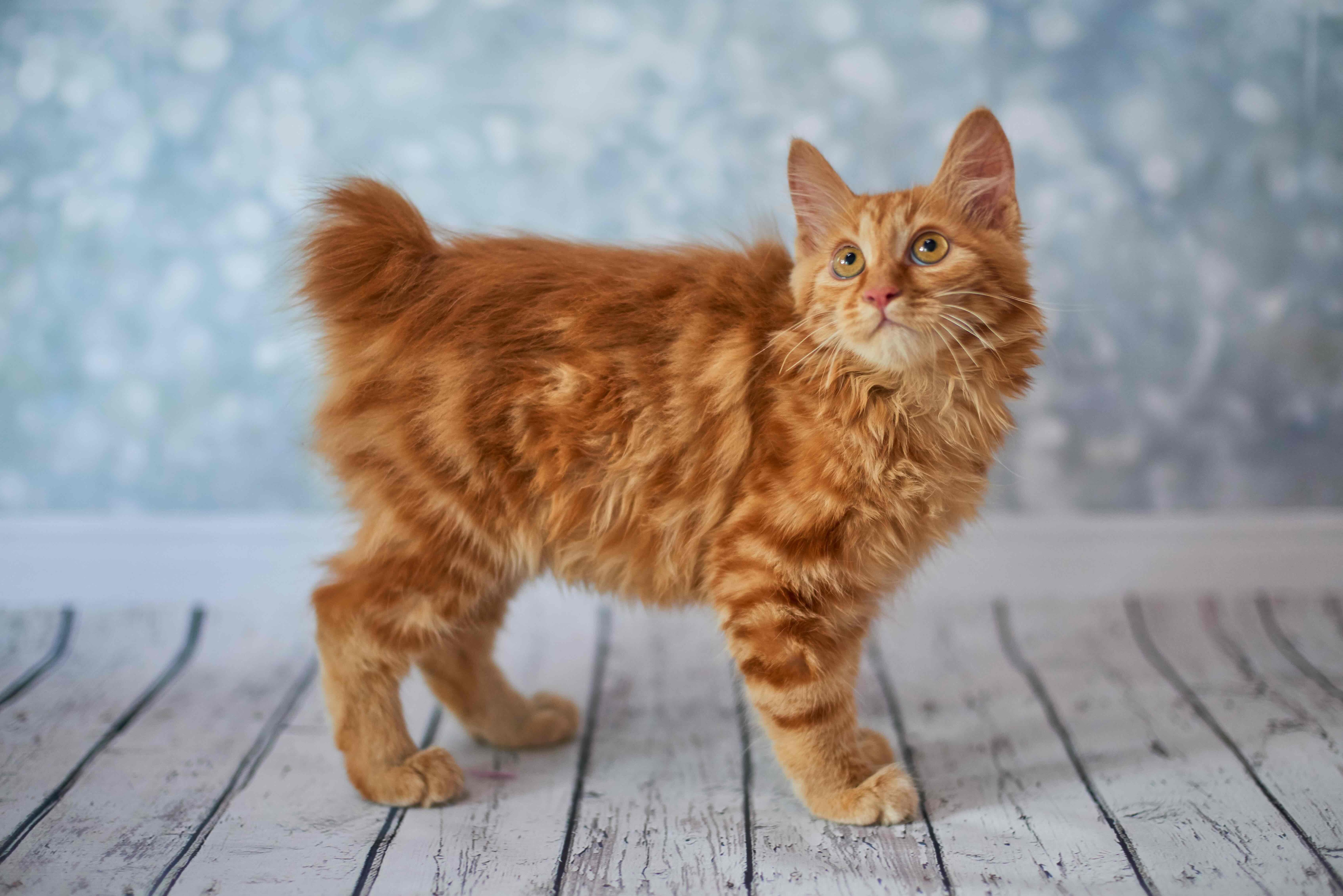 an orange american bobtail kitten, which is a big cat breed, standing and looking up