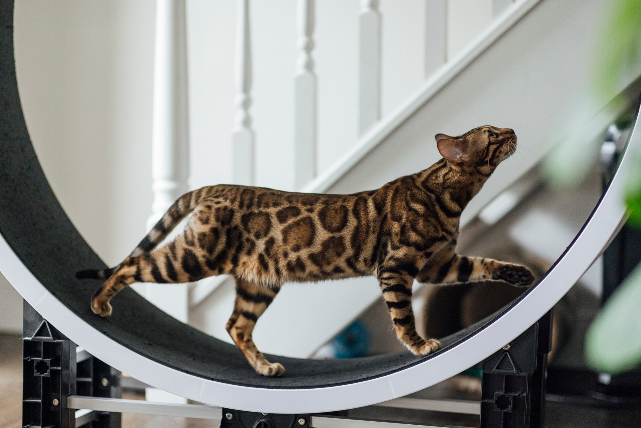 a big cat breed, a bengal cat, walking on a cat wheel