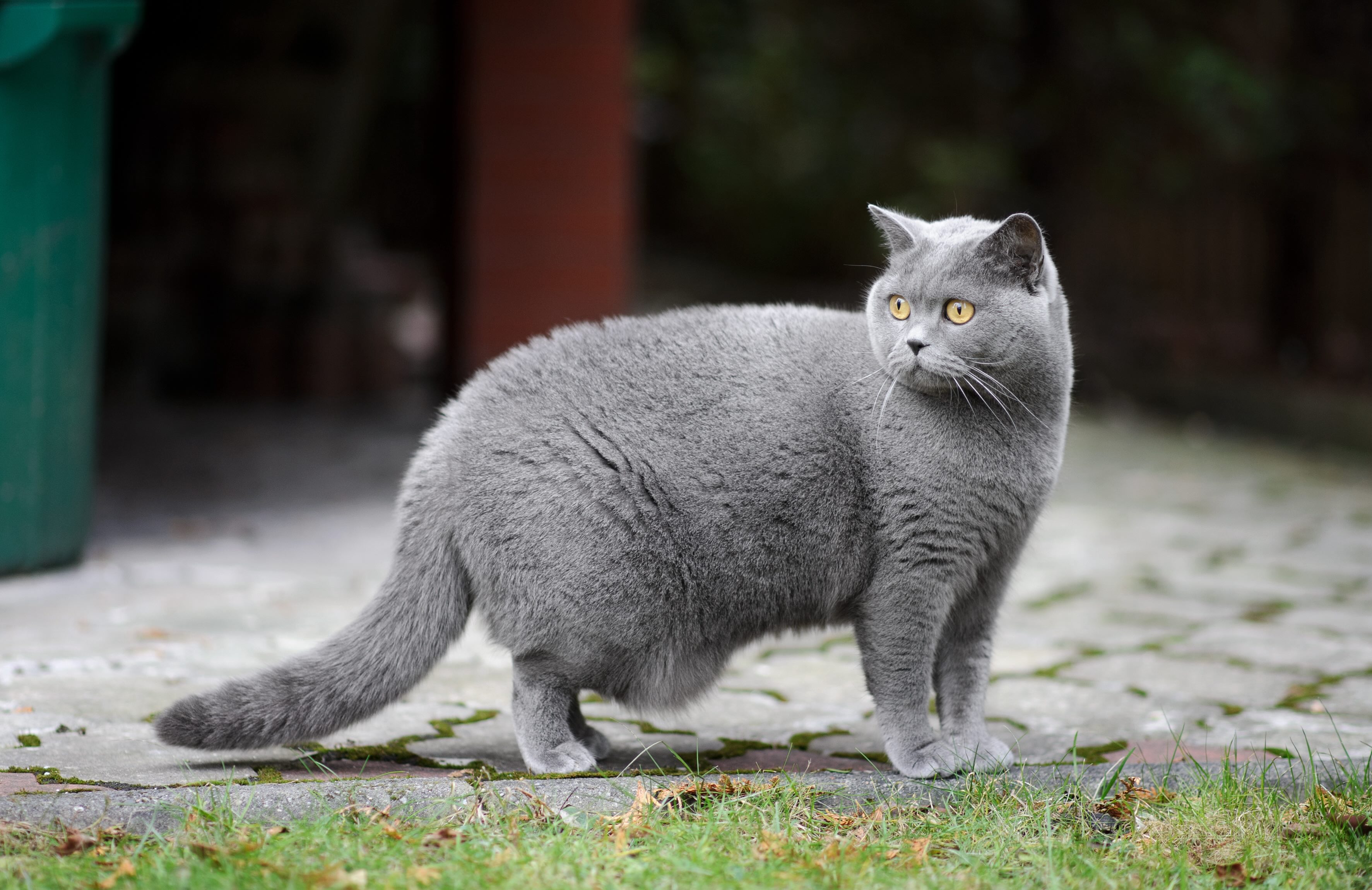 a blue british shorthair, a big cat breed, standing outside