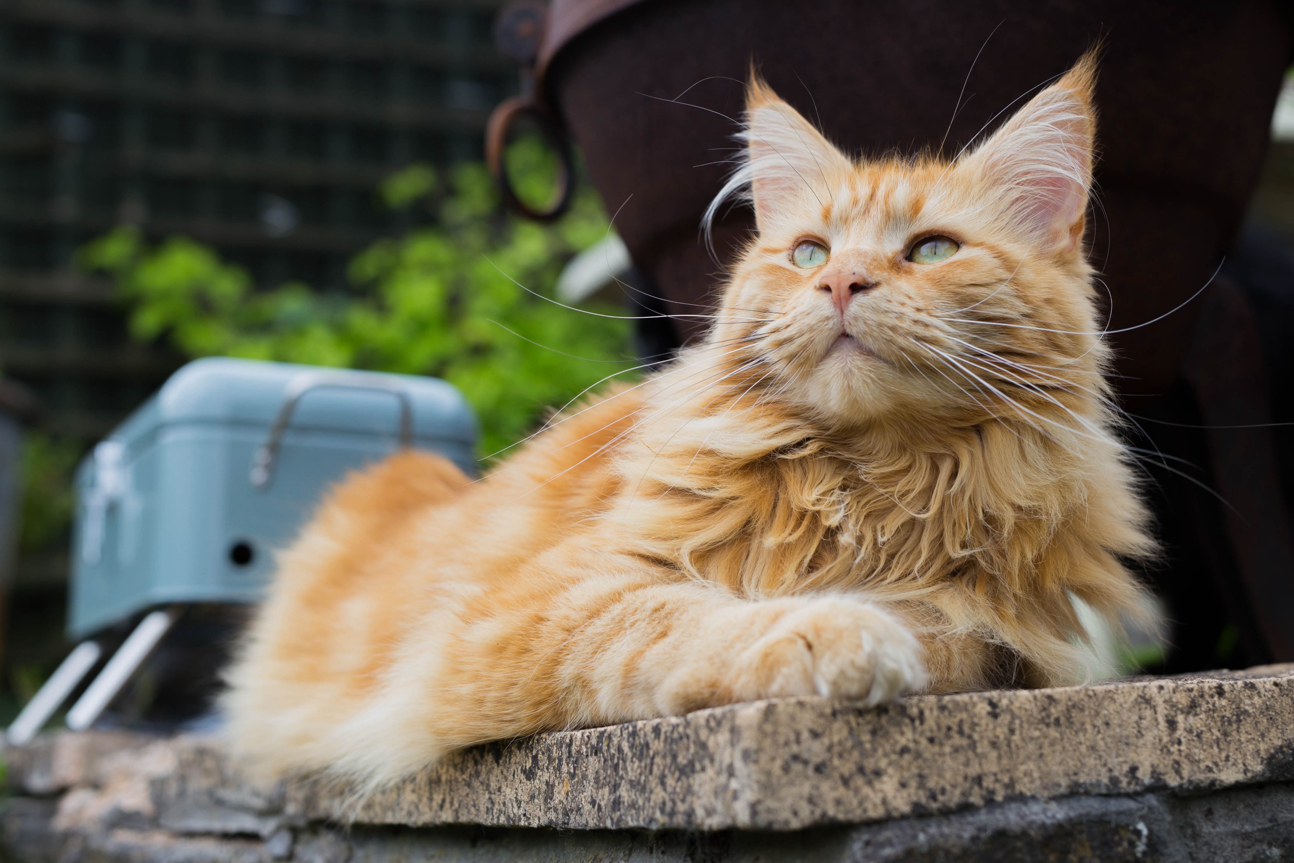 the big cat breed, an orange maine coon, lying down