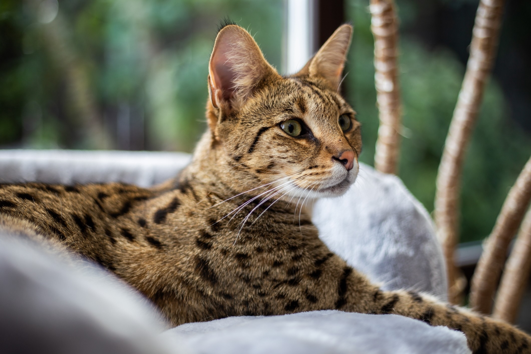 a big cat breed, the savannah, lying on a chair