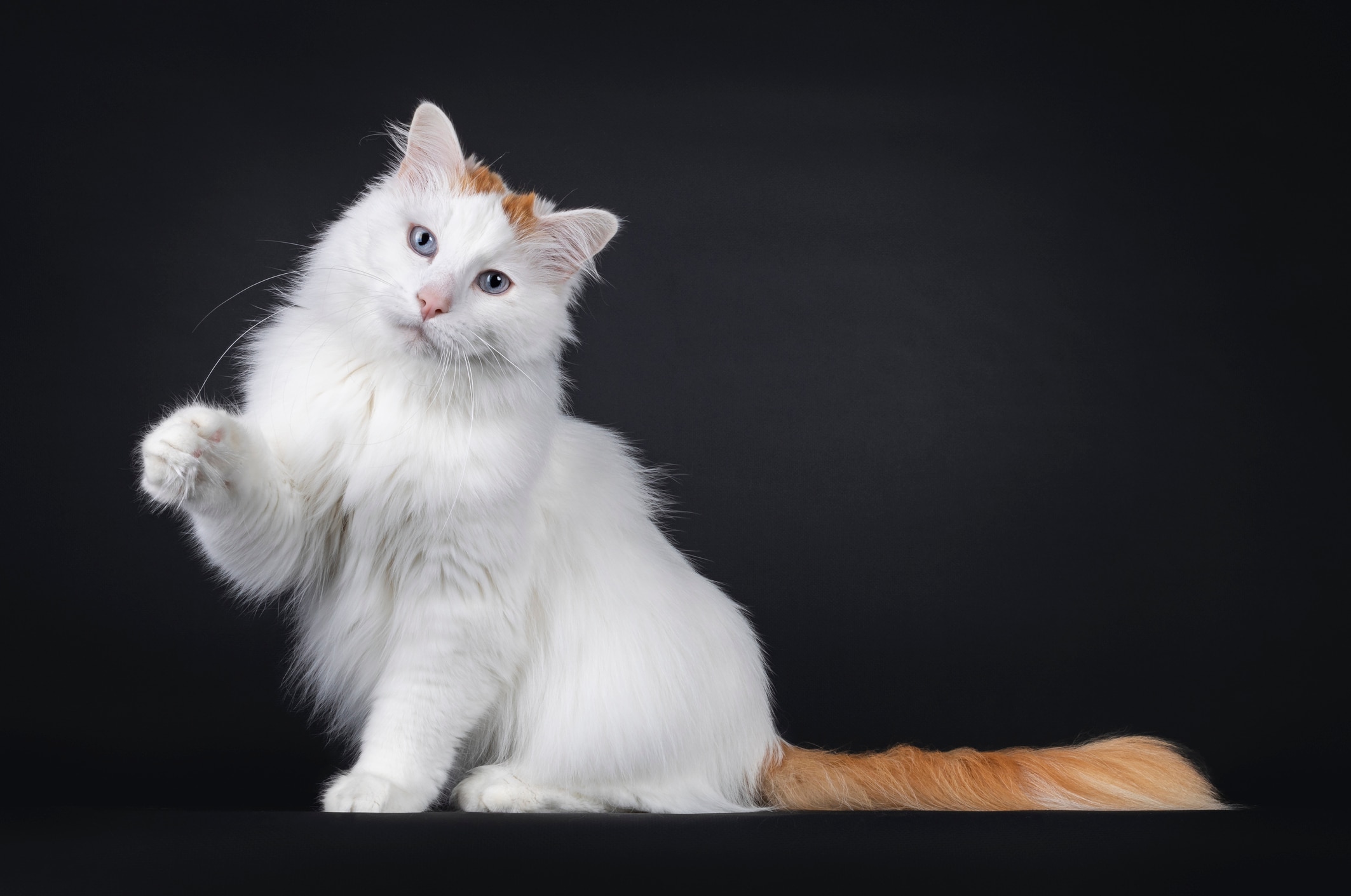 a big cat, the turkish van, sitting and pawing in front of a black background