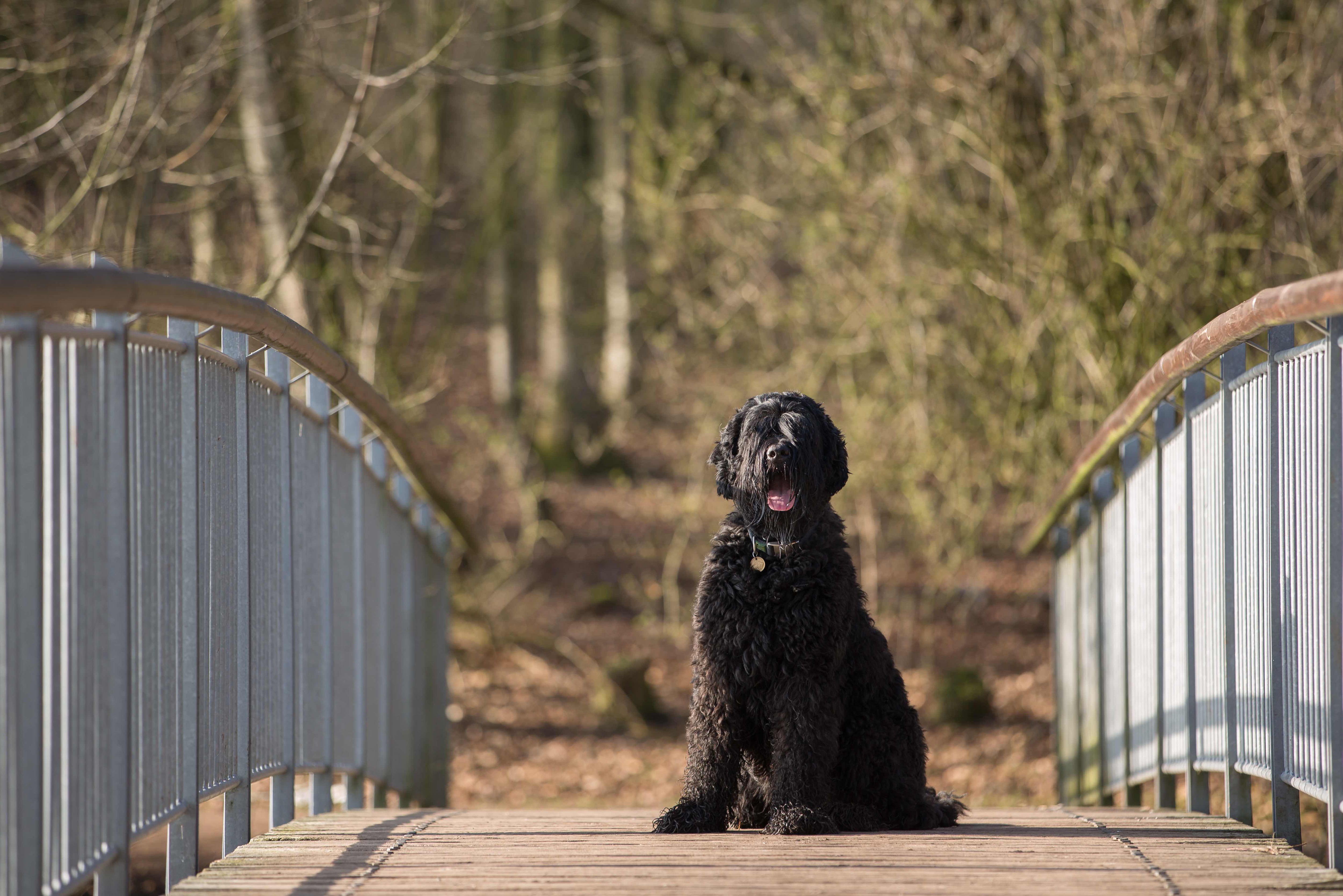 black russian terrier sitting on a bridge and looking at the camera