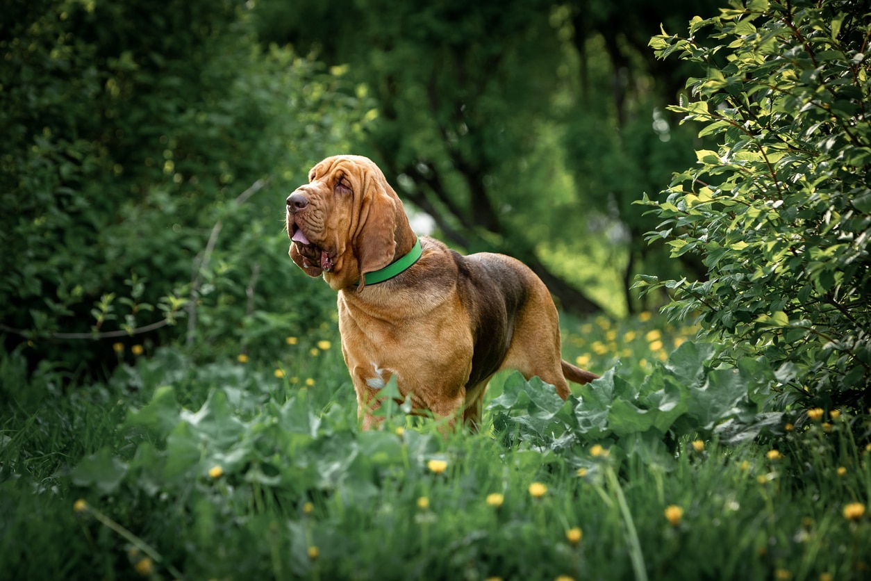 big bloodhound dog standing outside among plants