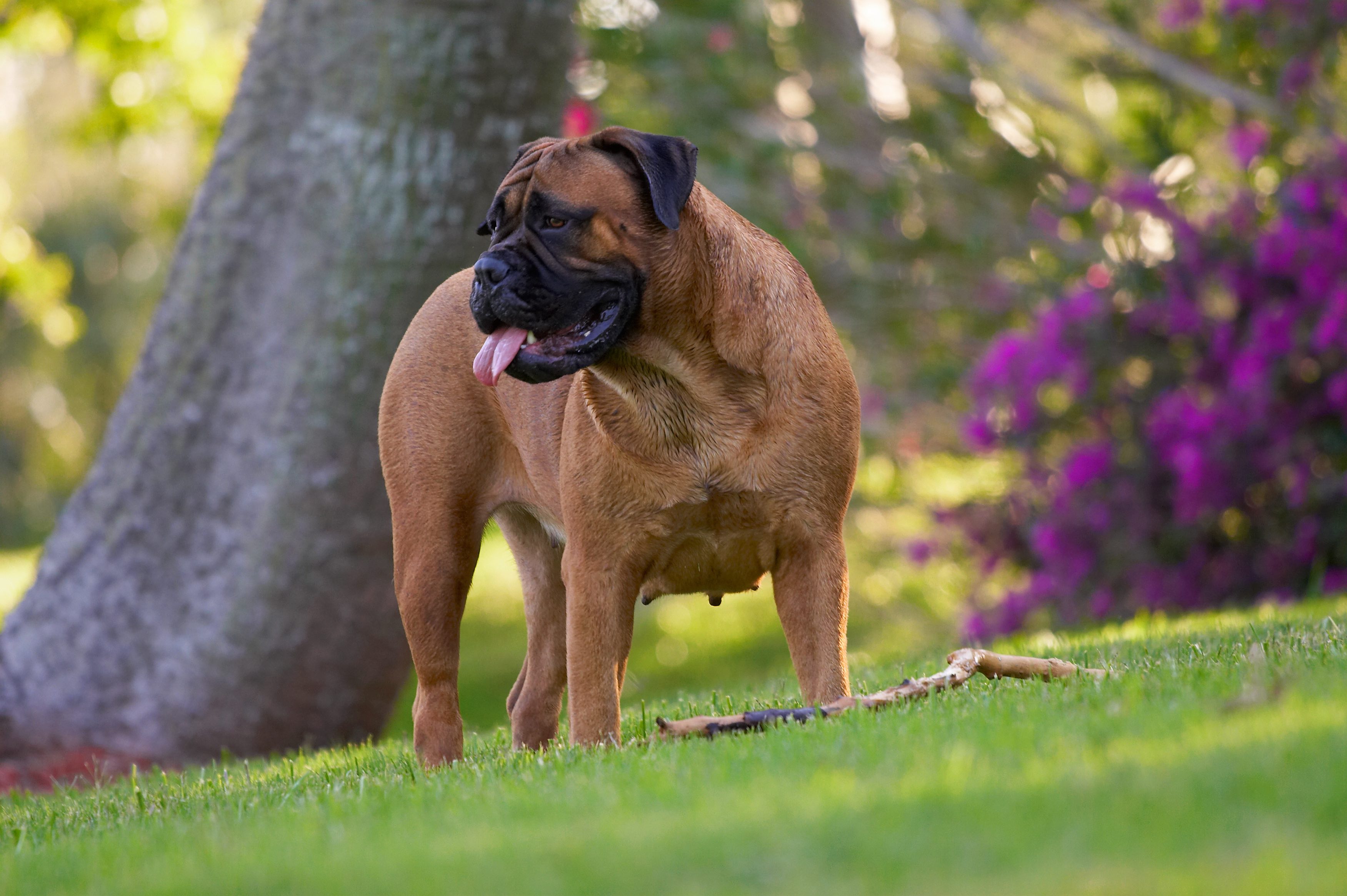 bullmstiff dog standing outside