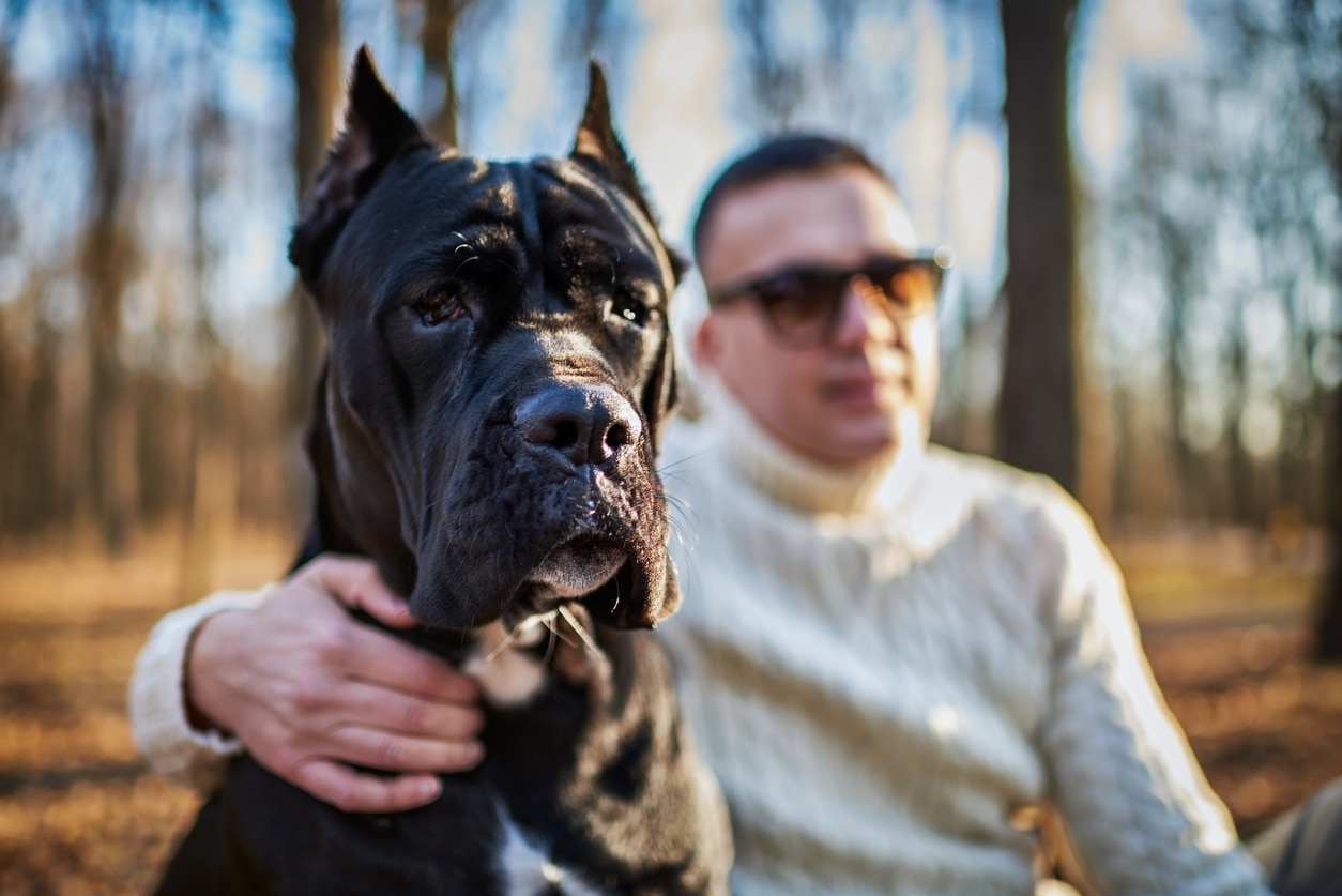 black cane corso sitting with his pet parent