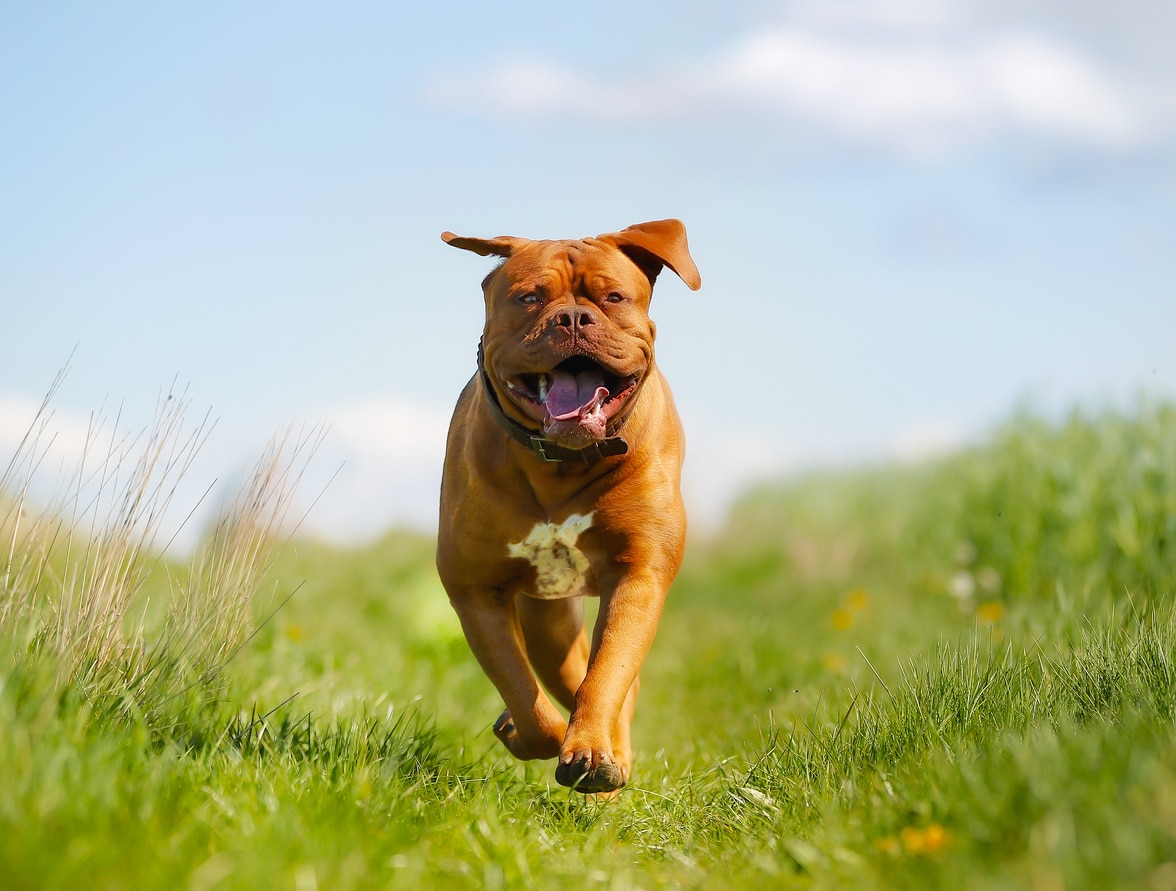 red-brown dogue de bordeaux running outside with his tongue flopping