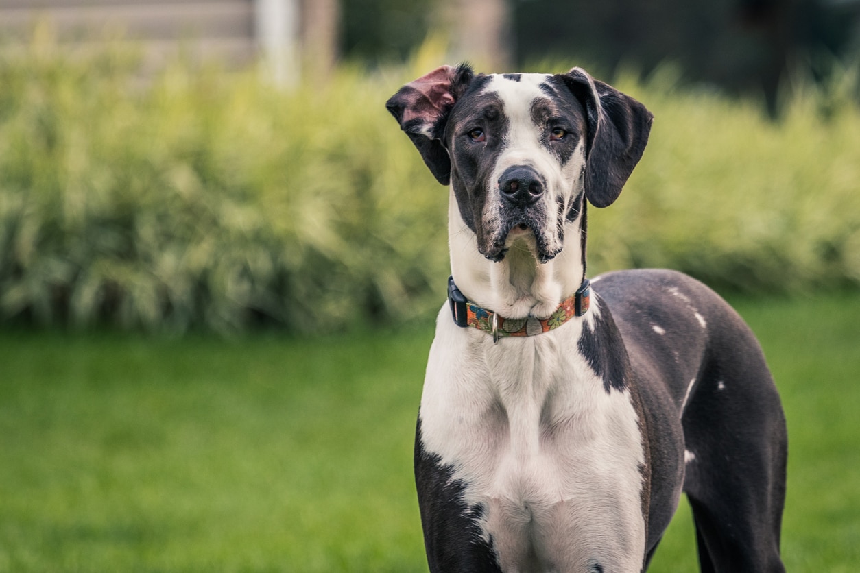 black and white great dane looking at the camera